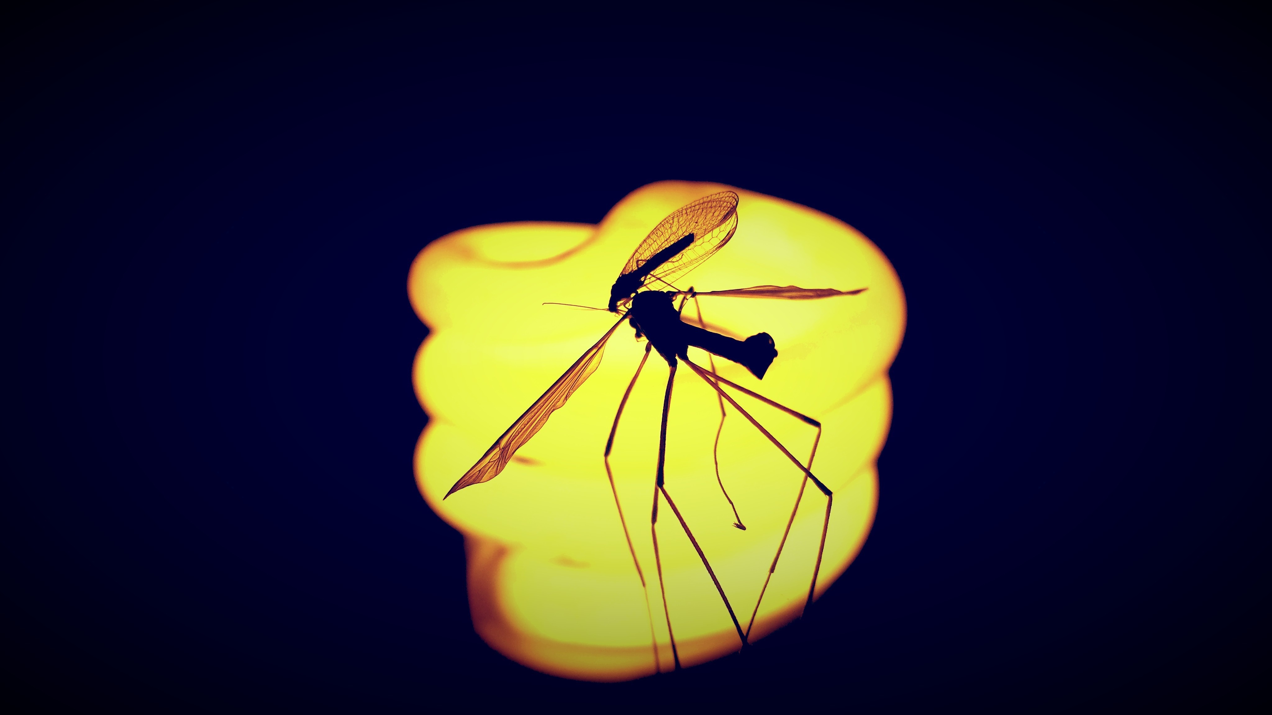 Mosquito on a light bulb HD Wallpaper