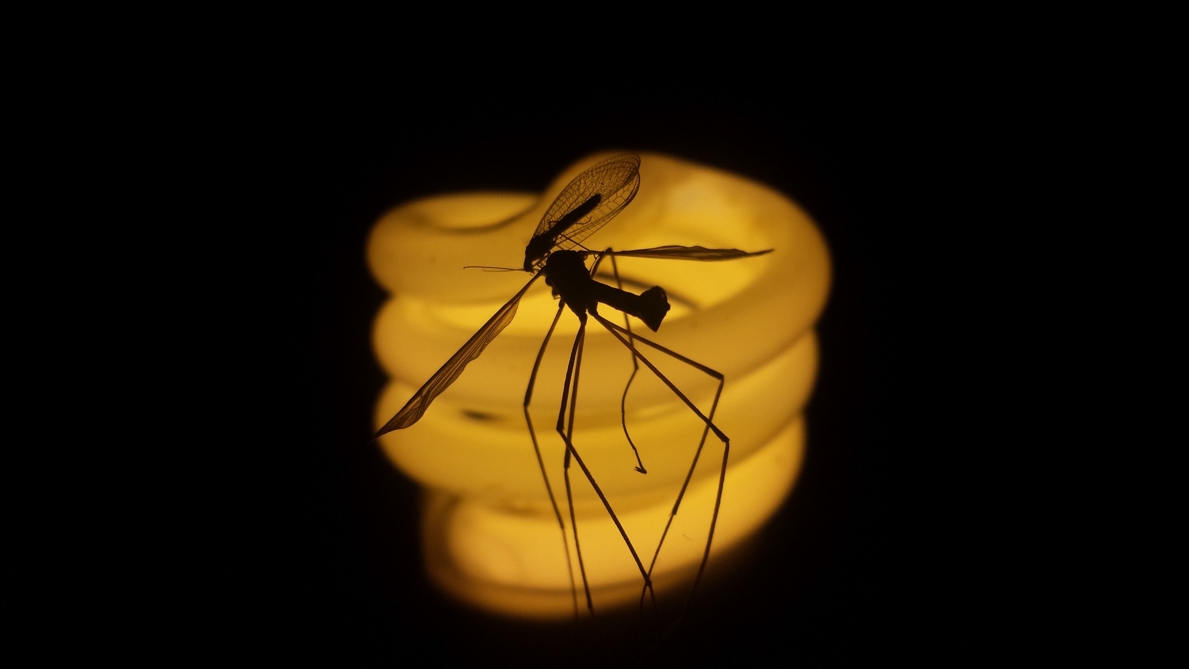 Silhouette of a mosquito on a yellow light bulb HD Wallpaper