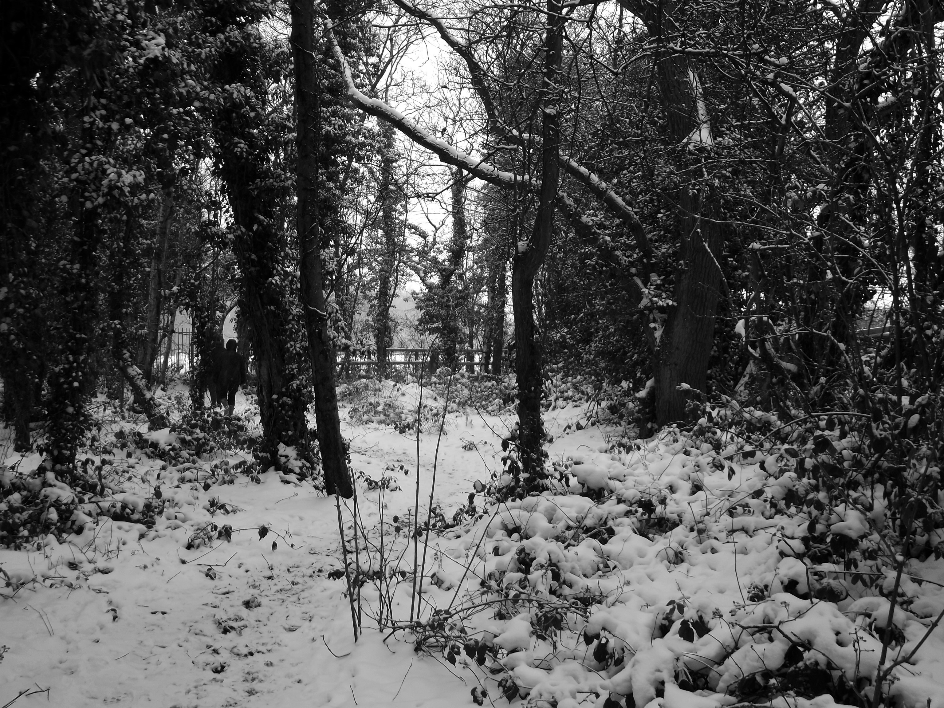 Two people walking through a snowy forest HD Wallpaper