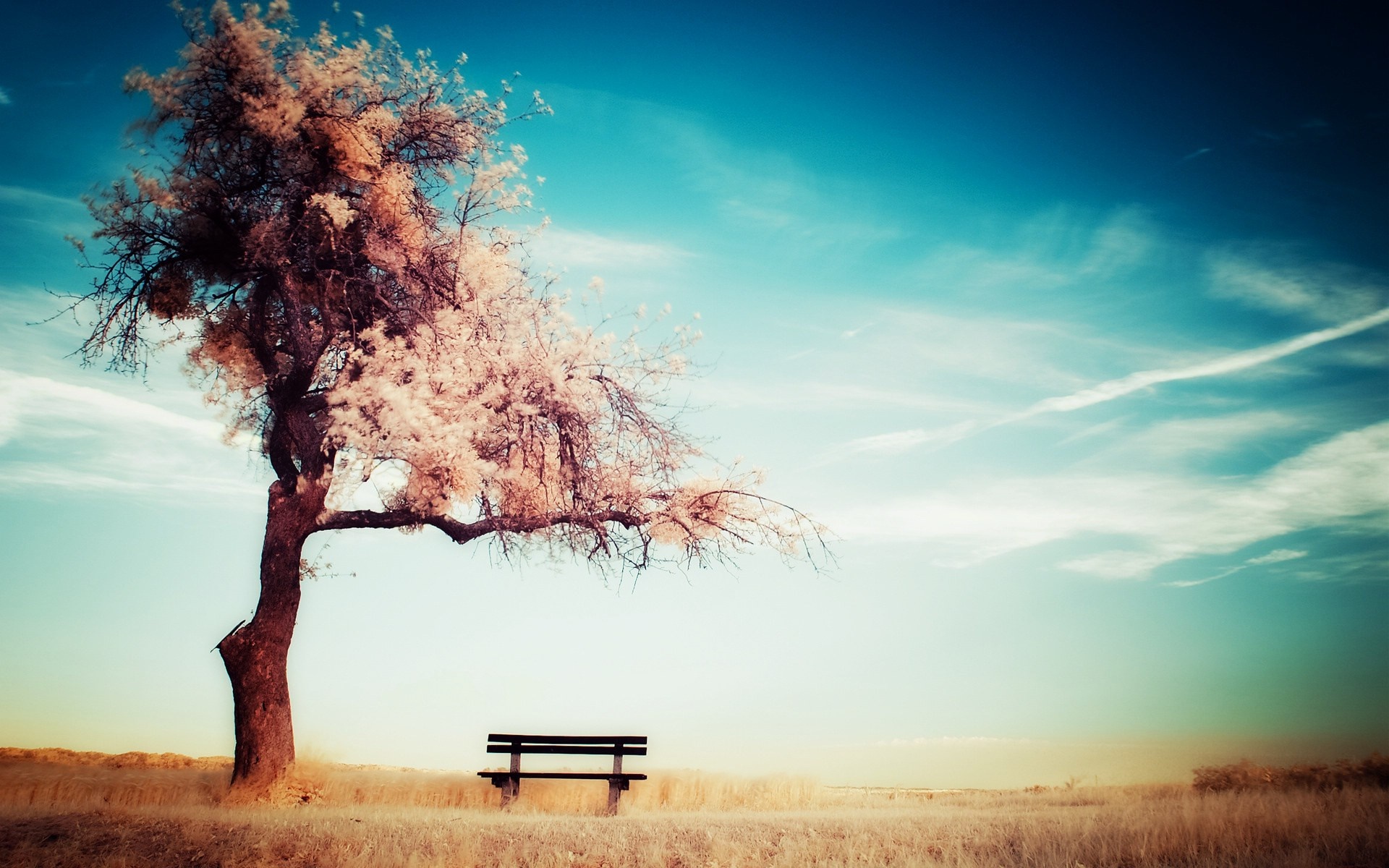 Tree and bench in a field under a blue sky HD Wallpaper
