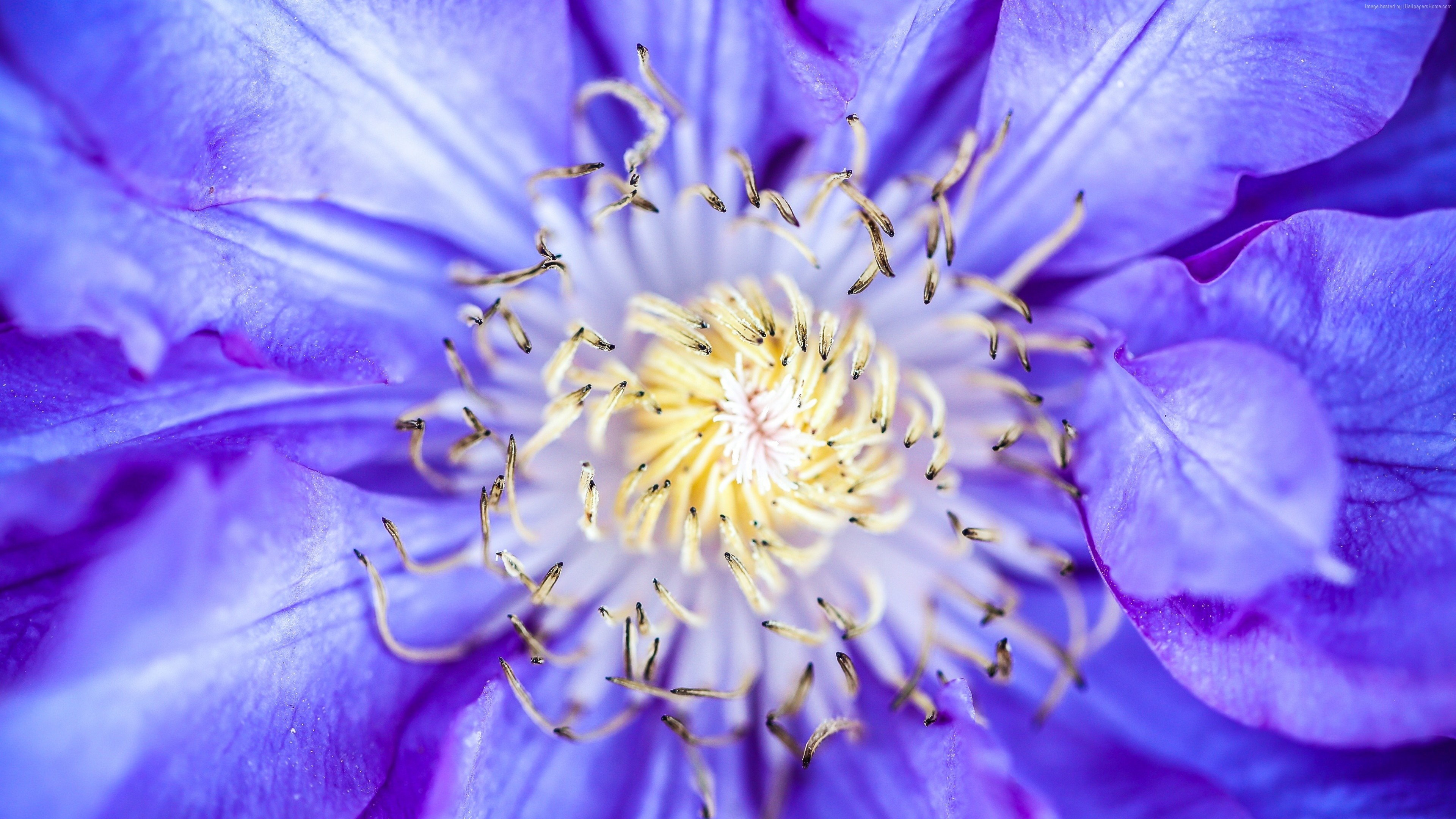 Close-up of a purple clematis flower with yellow center HD Wallpaper