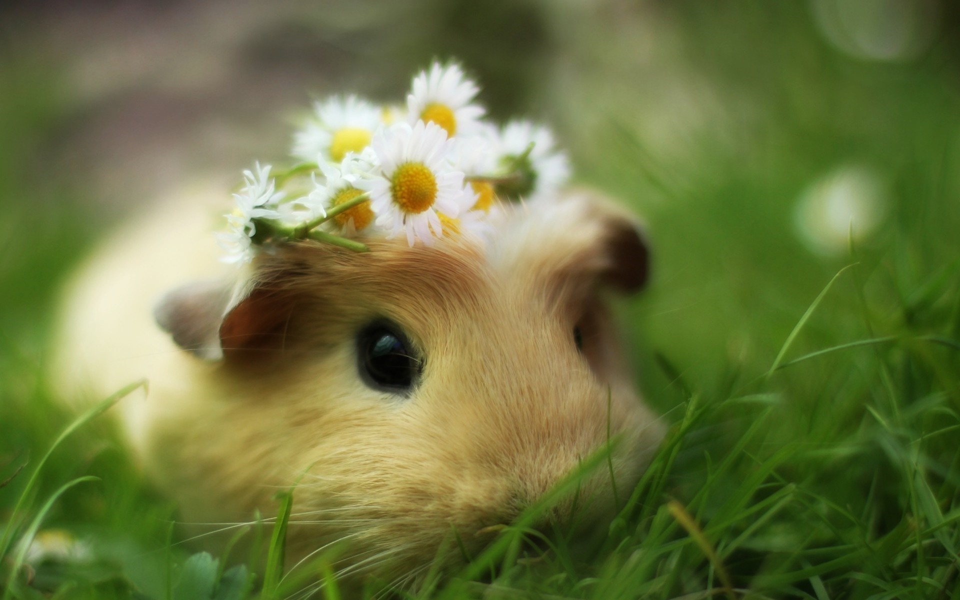 Guinea pig with a flower crown in grass HD Wallpaper