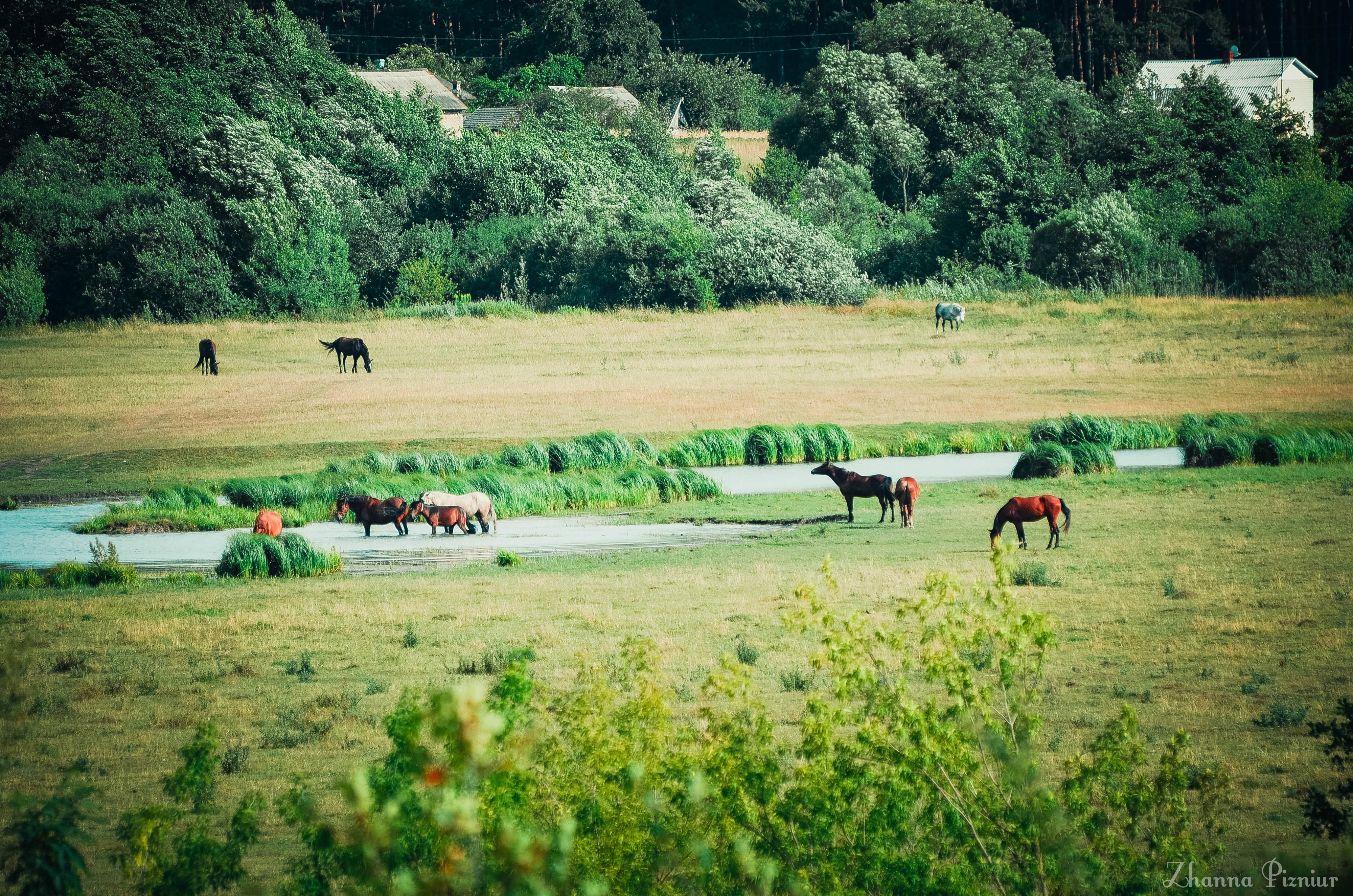 Horses grazing in a grassy field near a stream HD Wallpaper