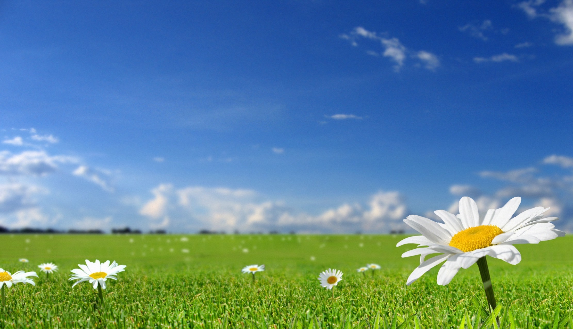 Daisy flowers in a green field under a blue sky HD Wallpaper