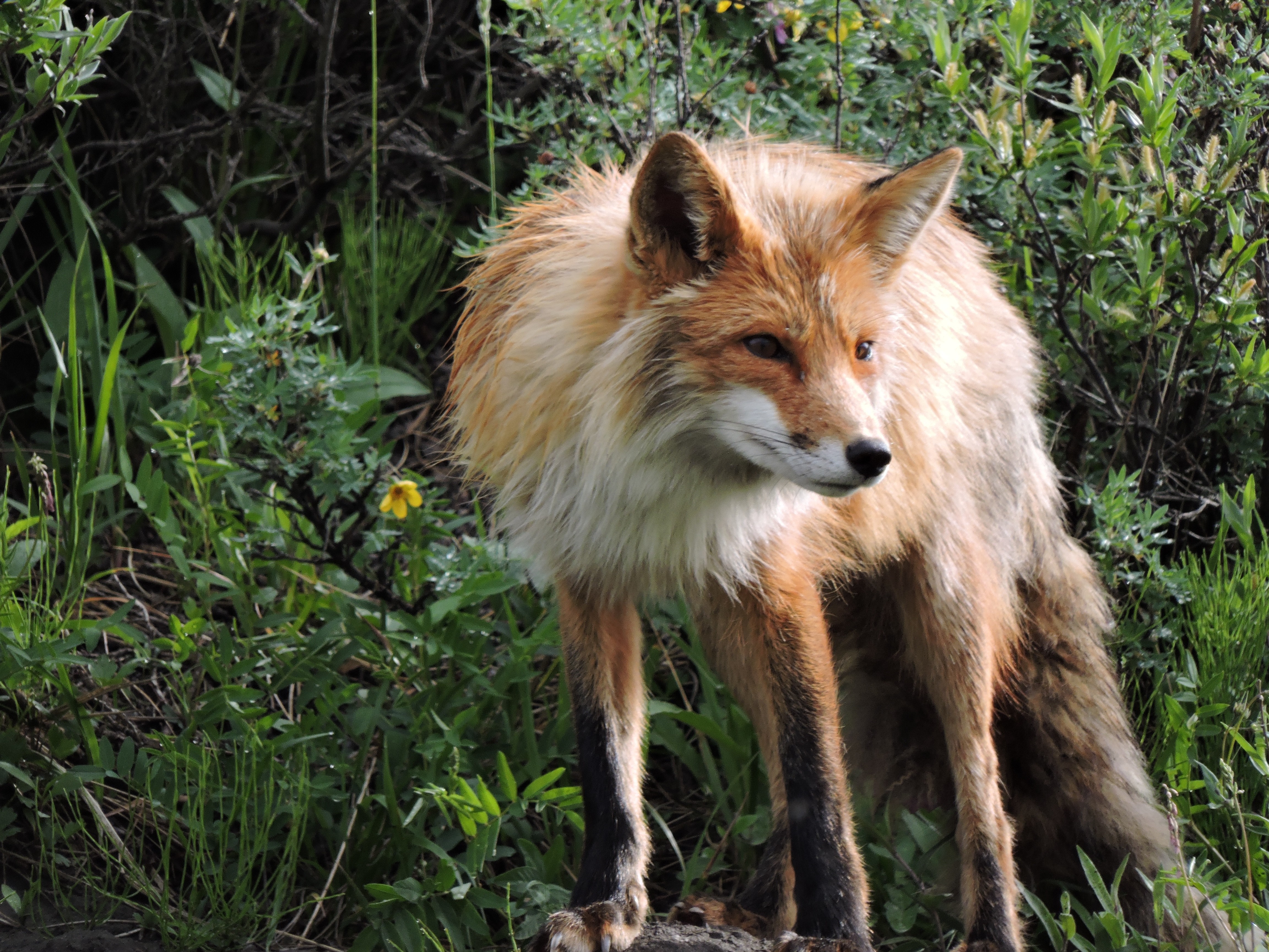 Red fox standing in tall green grass HD Wallpaper
