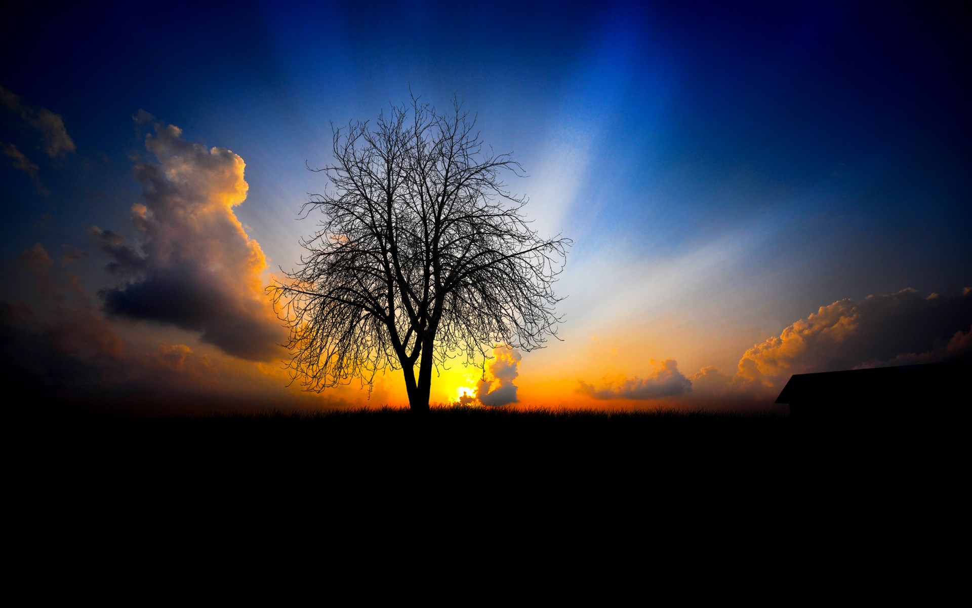 Silhouette of a bare tree against a sunset sky HD Wallpaper