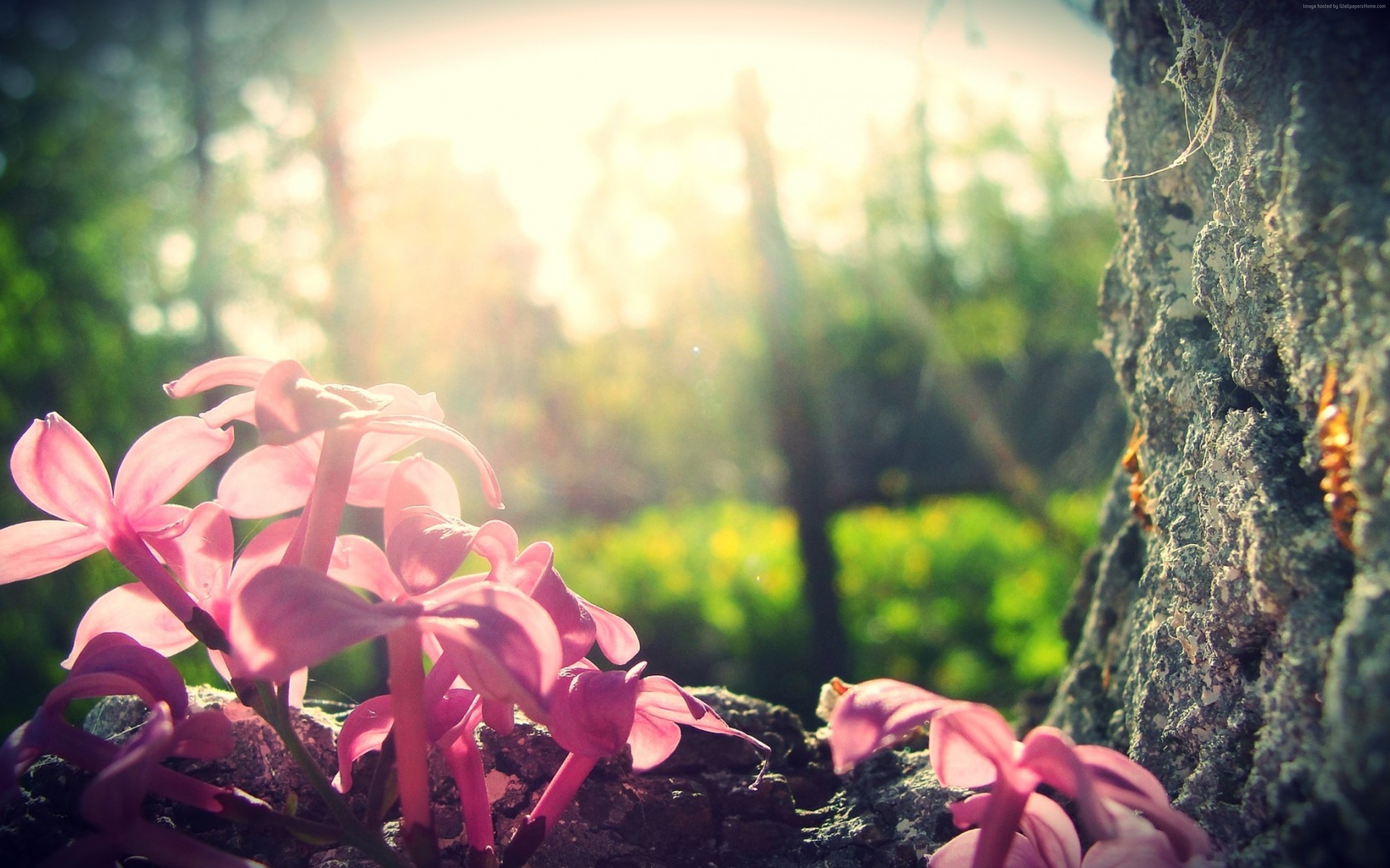 Pink flowers in sunlight near a tree trunk HD Wallpaper