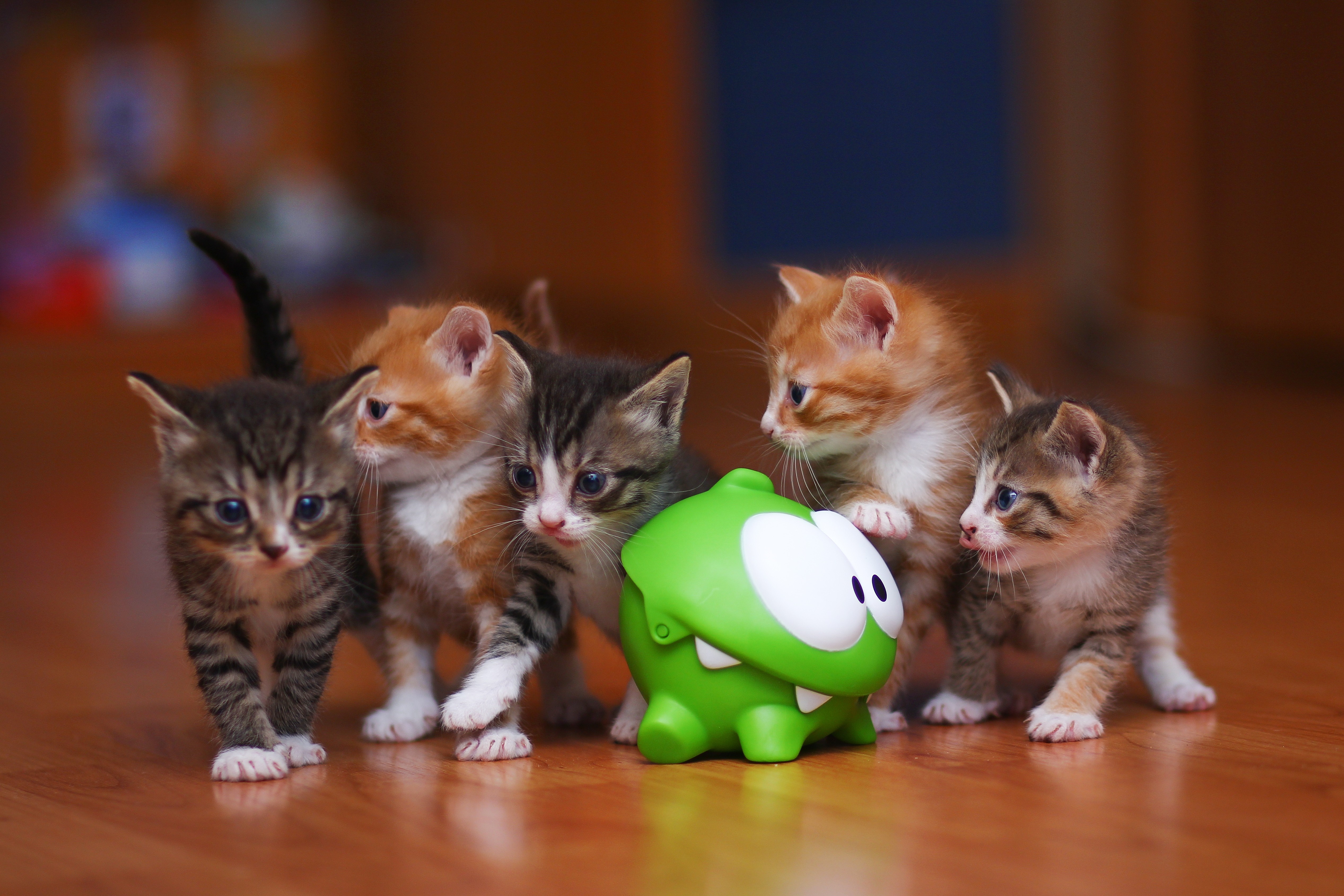 Kittens gathered around Om Nom toy HD Wallpaper