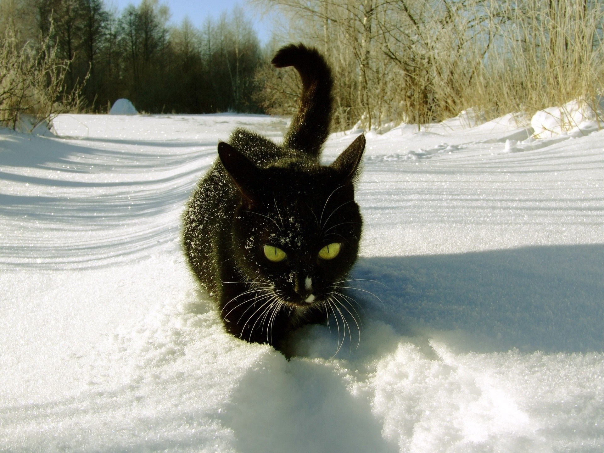 Black cat walking in the snow HD Wallpaper