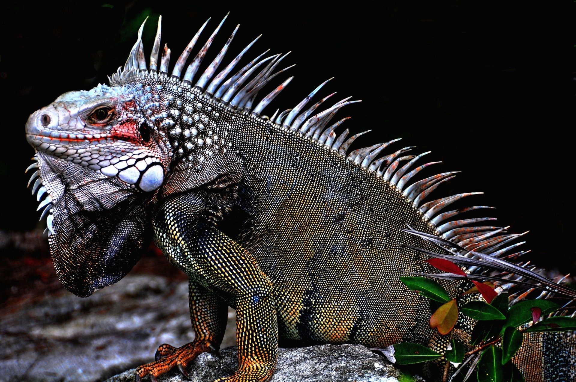 Close-up of a Green Iguana with Spikes HD Wallpaper