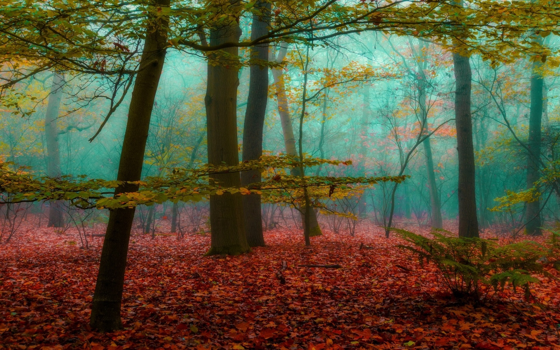 Misty autumn forest with fallen leaves HD Wallpaper
