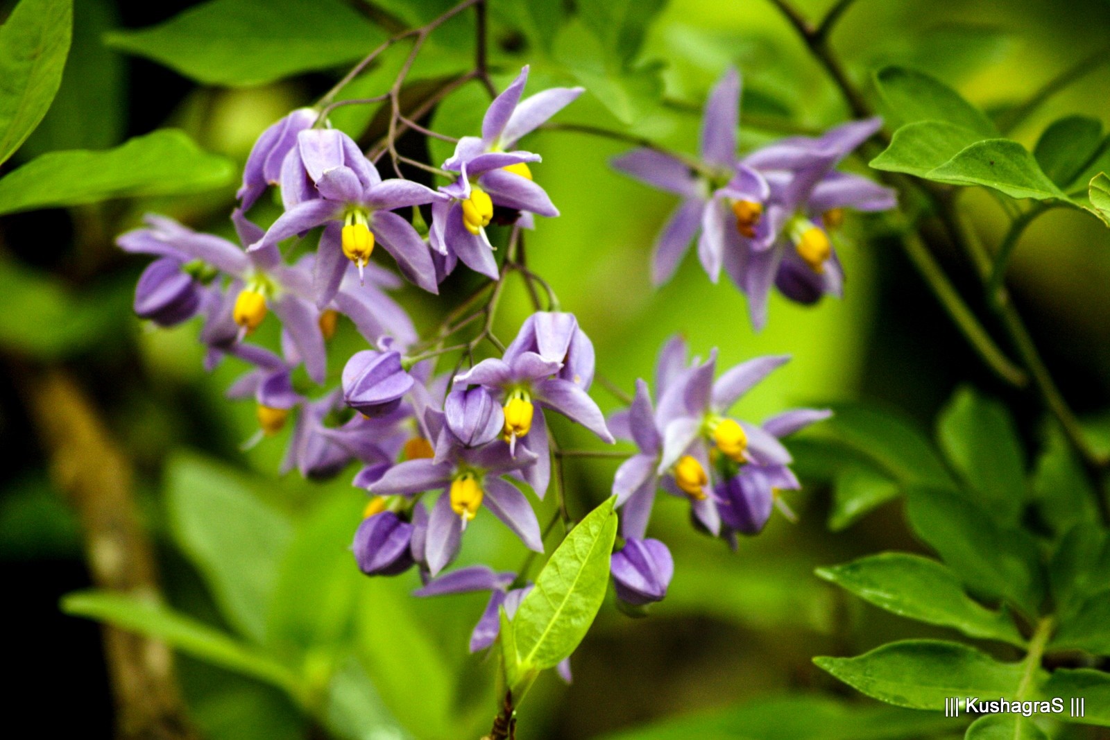 Purple flowers with yellow centers on a plant HD Wallpaper