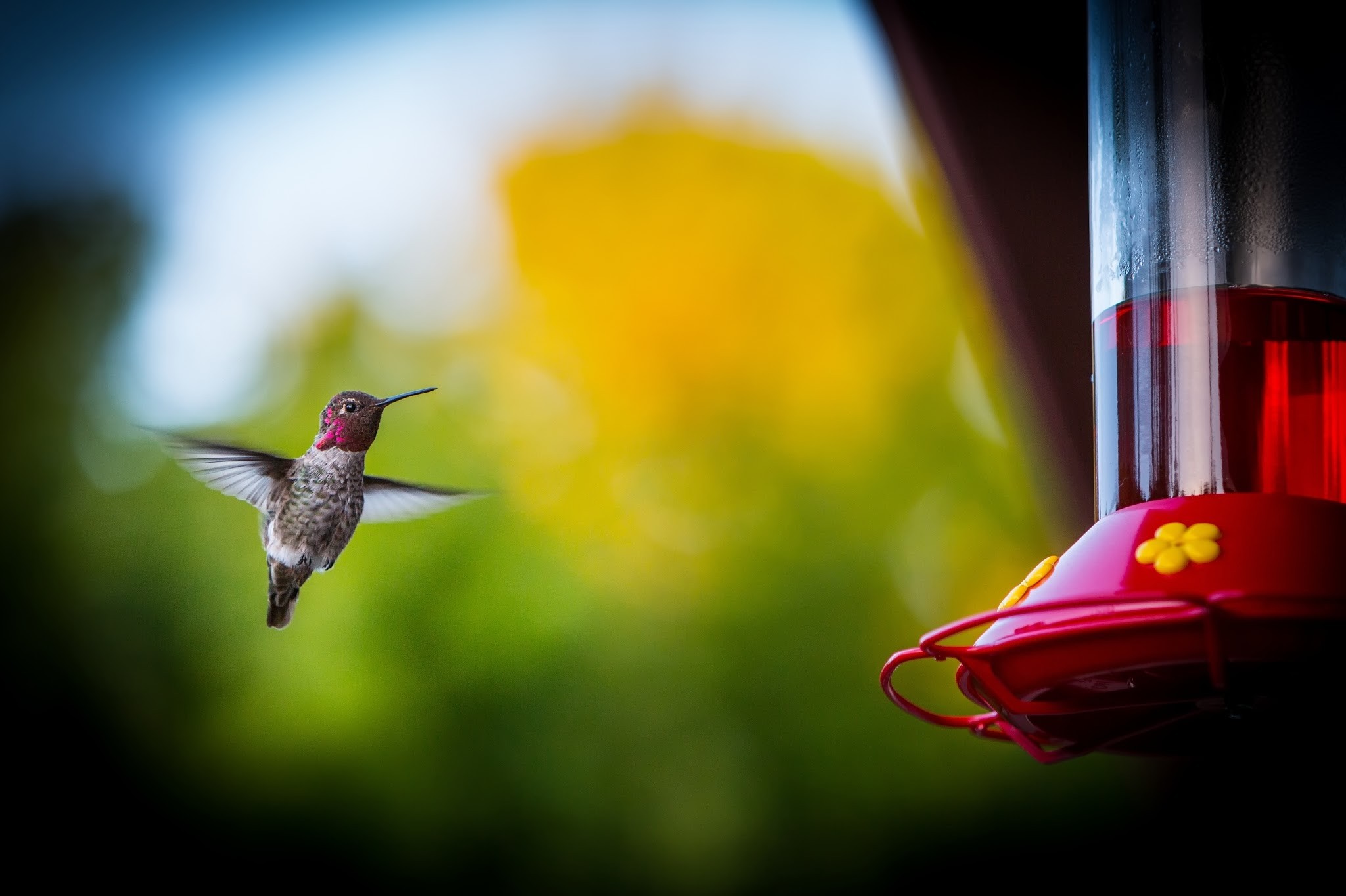Hummingbird feeding from a red feeder HD Wallpaper