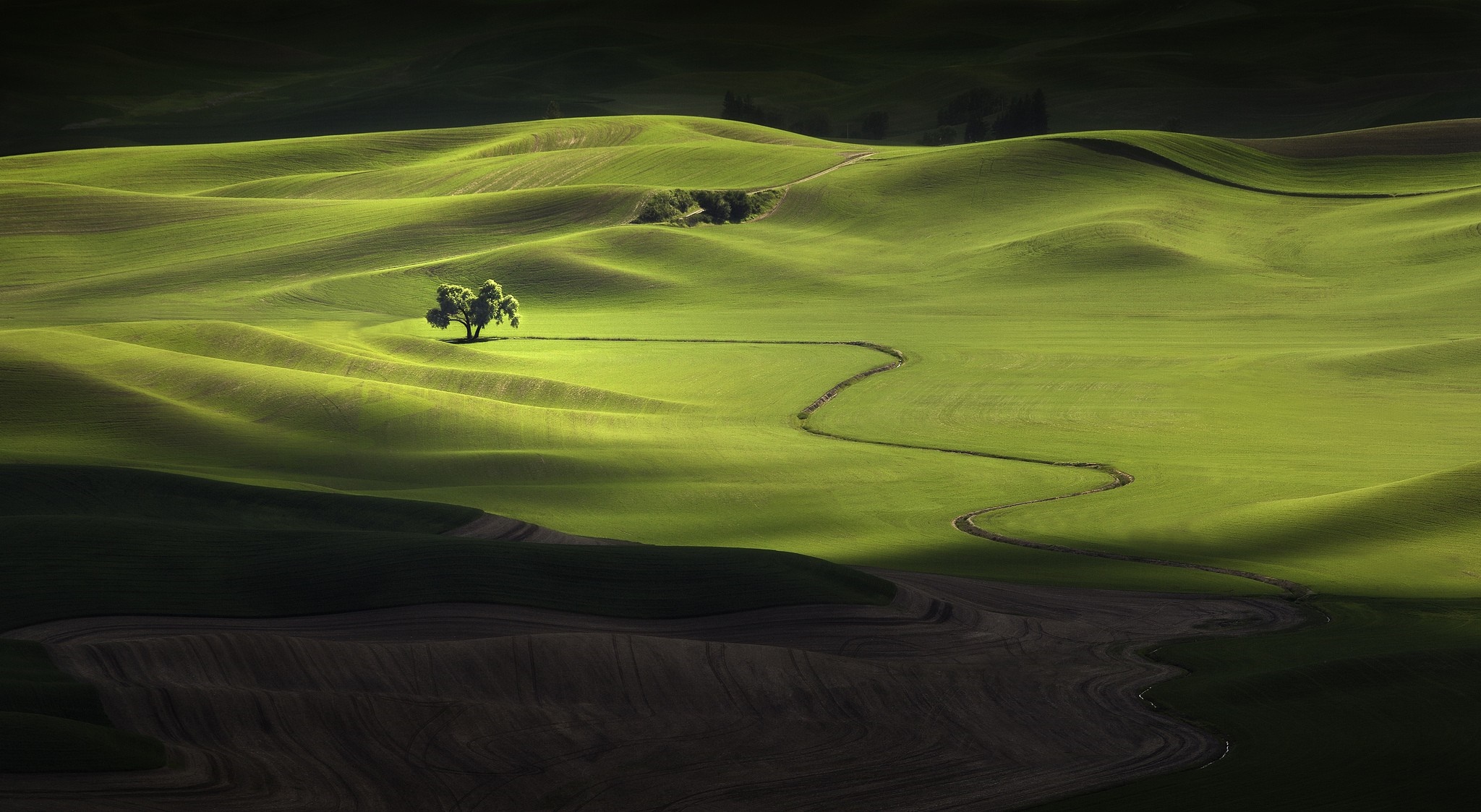 Rolling green hills with a lone tree and winding path HD Wallpaper