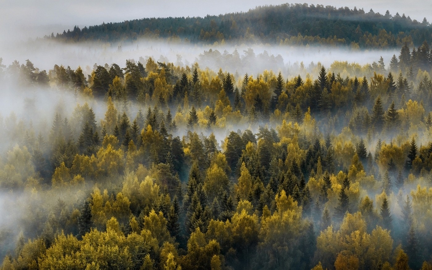 Misty forest landscape with autumn trees HD Wallpaper