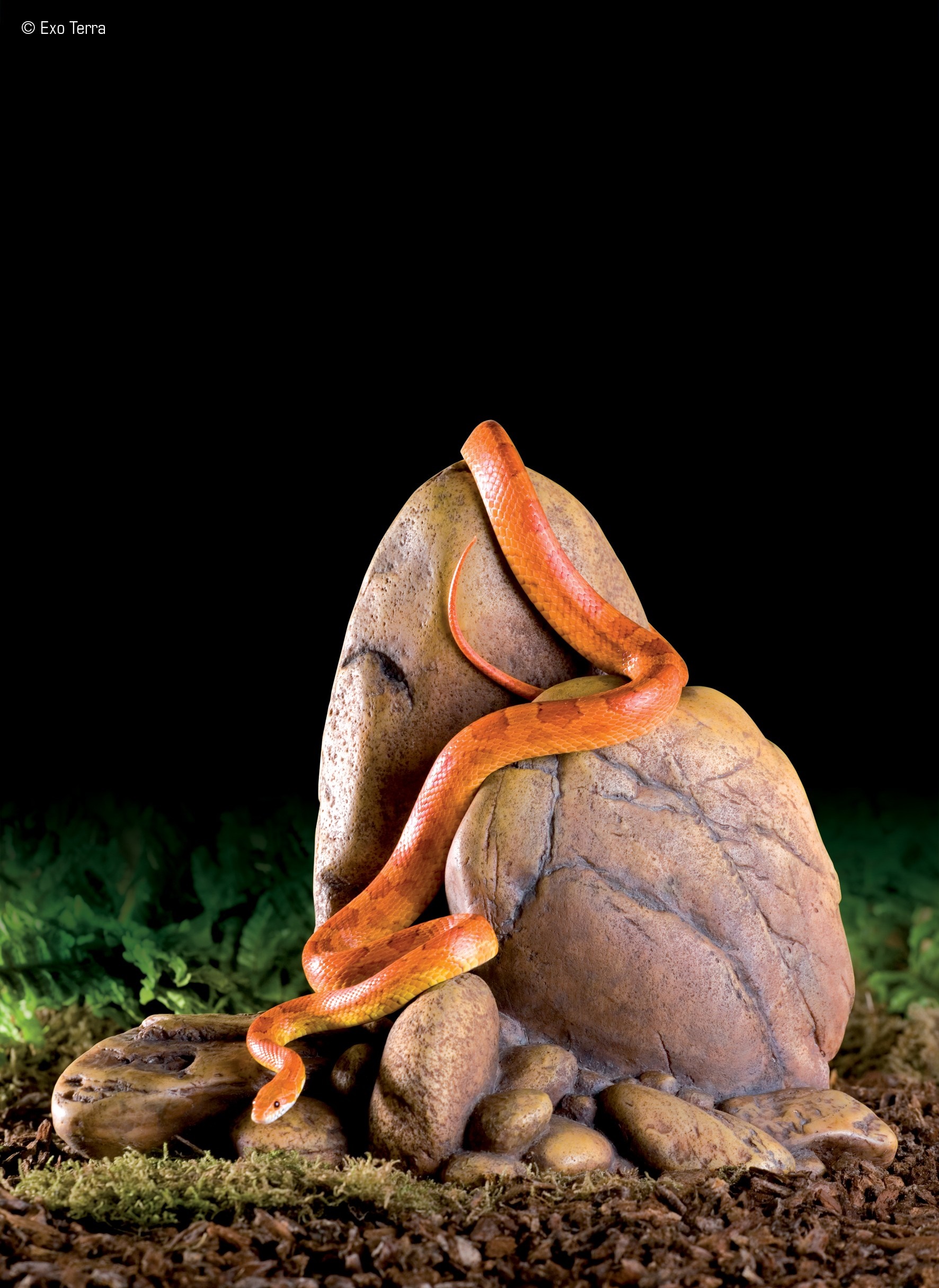 Orange snake on a rock sculpture HD Wallpaper