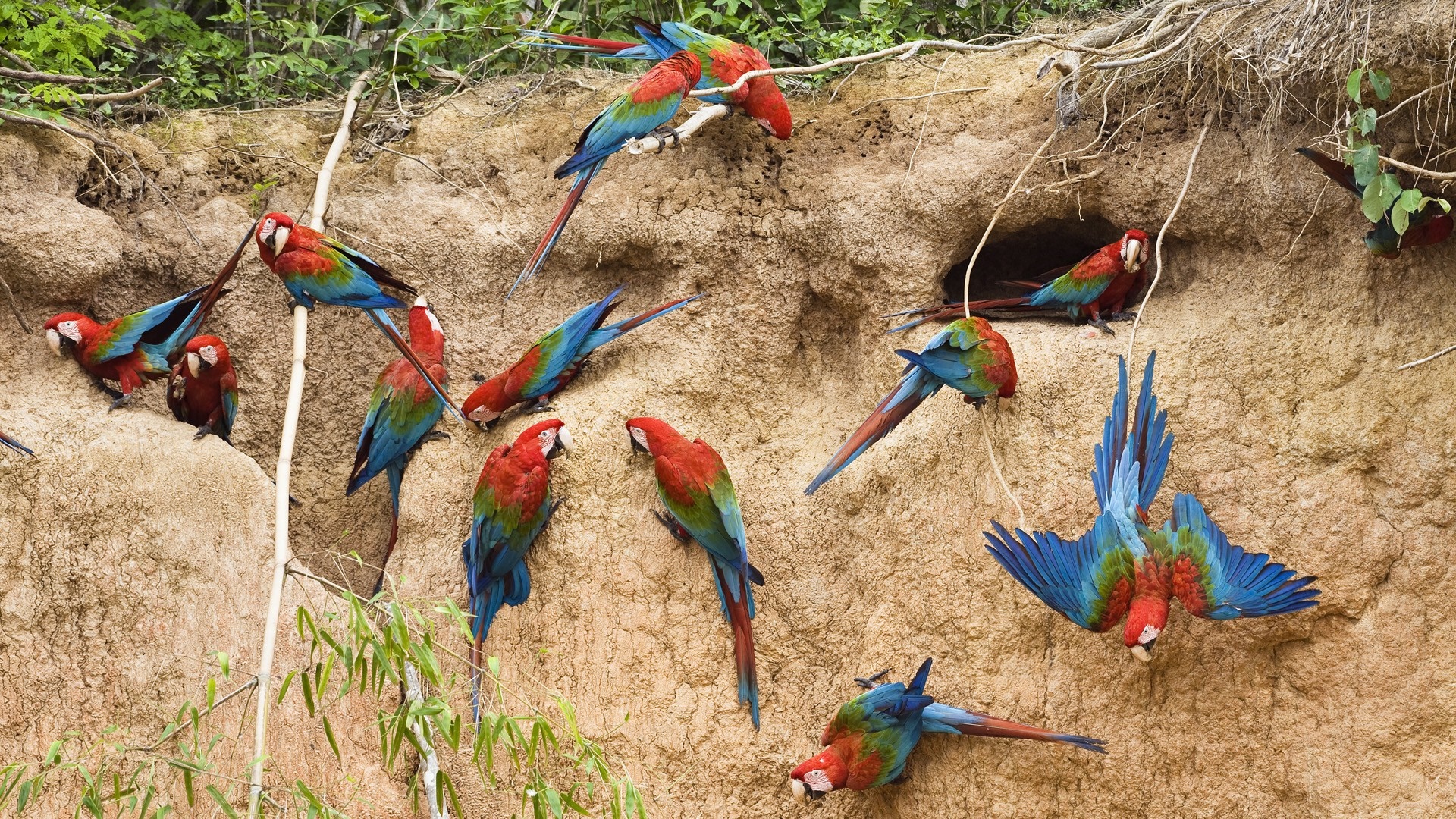 A flock of macaws on a clay cliff face HD Wallpaper