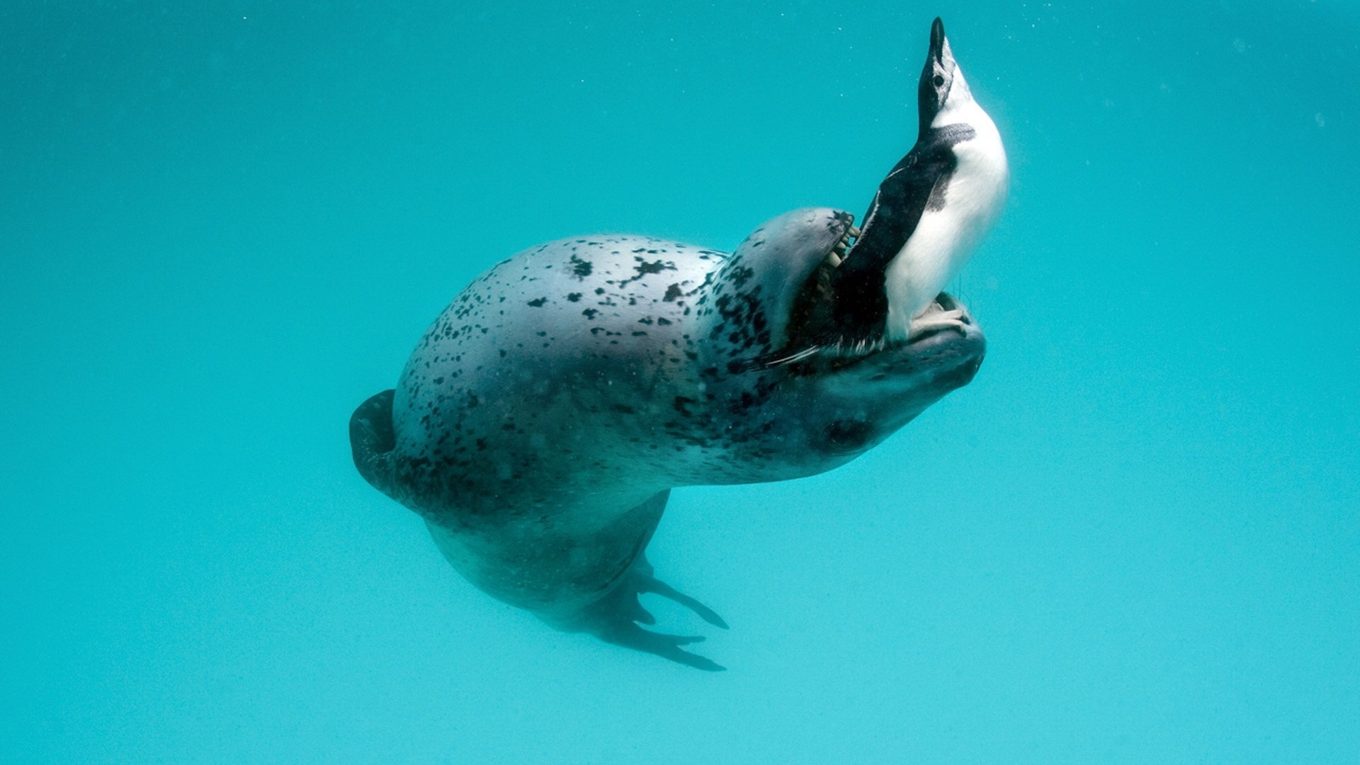 Leopard seal eating a penguin underwater HD Wallpaper