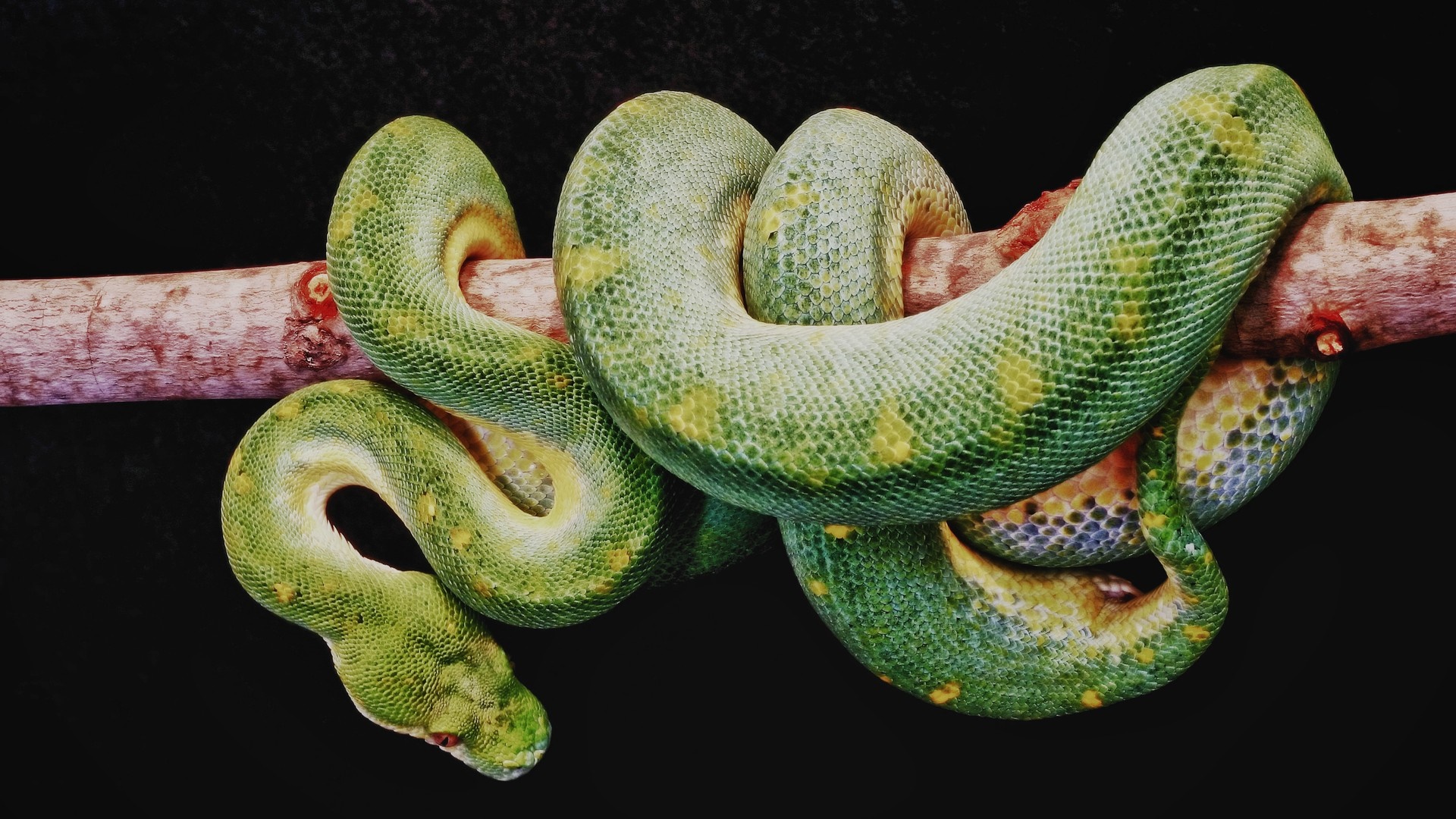 Green snake coiled on a branch HD Wallpaper