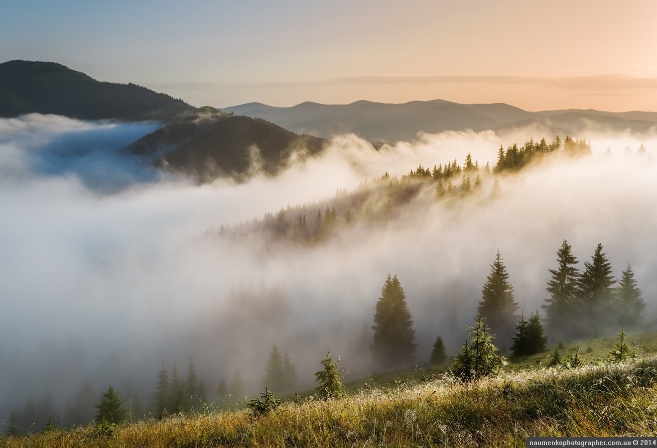 Misty mountain valley at sunrise with evergreen trees HD Wallpaper