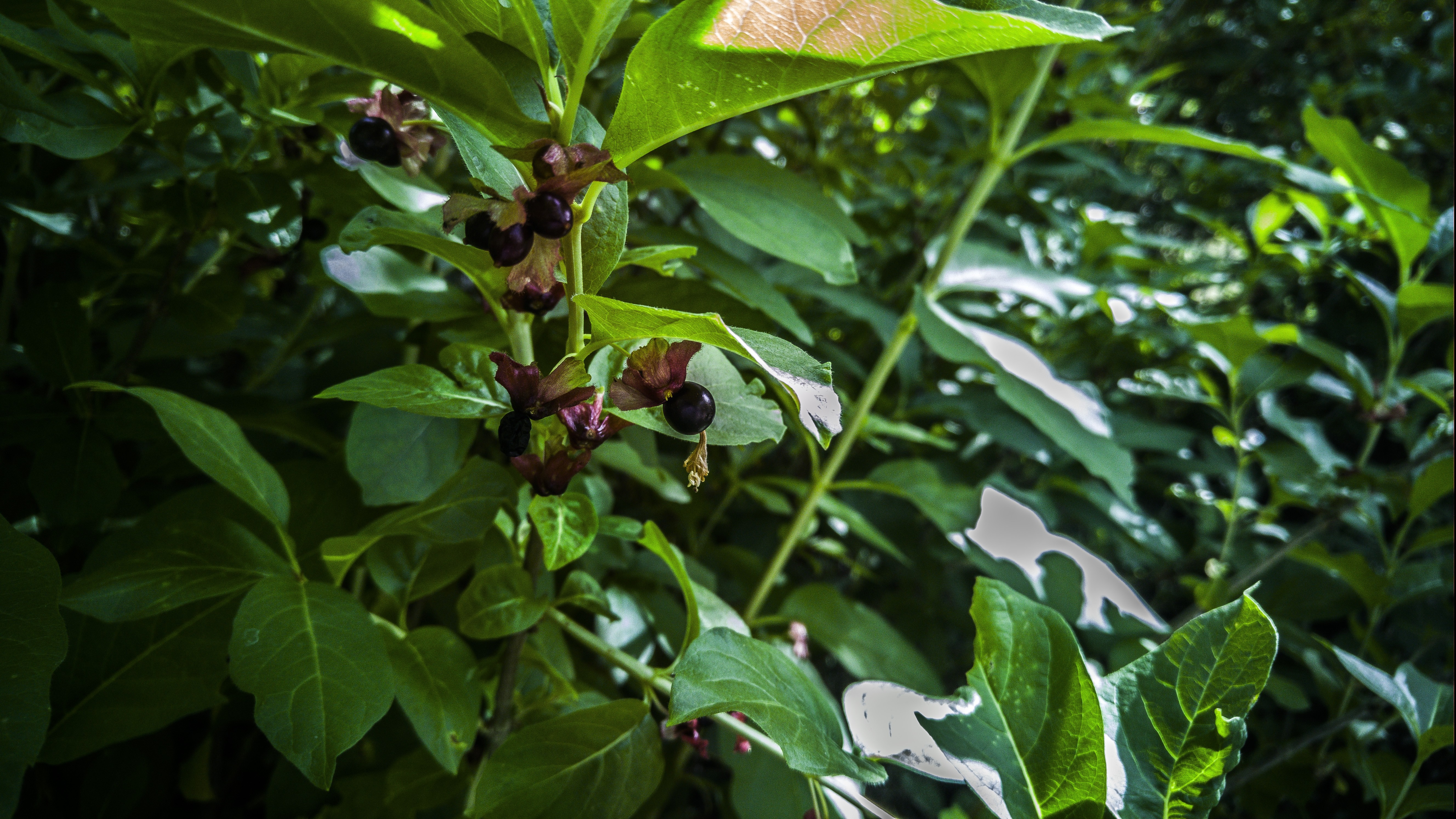 Dark berries on a green plant HD Wallpaper