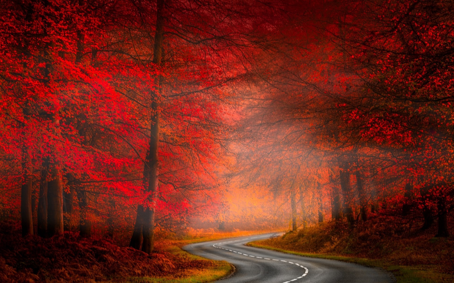 Winding road through a misty autumn forest with red leaves HD Wallpaper