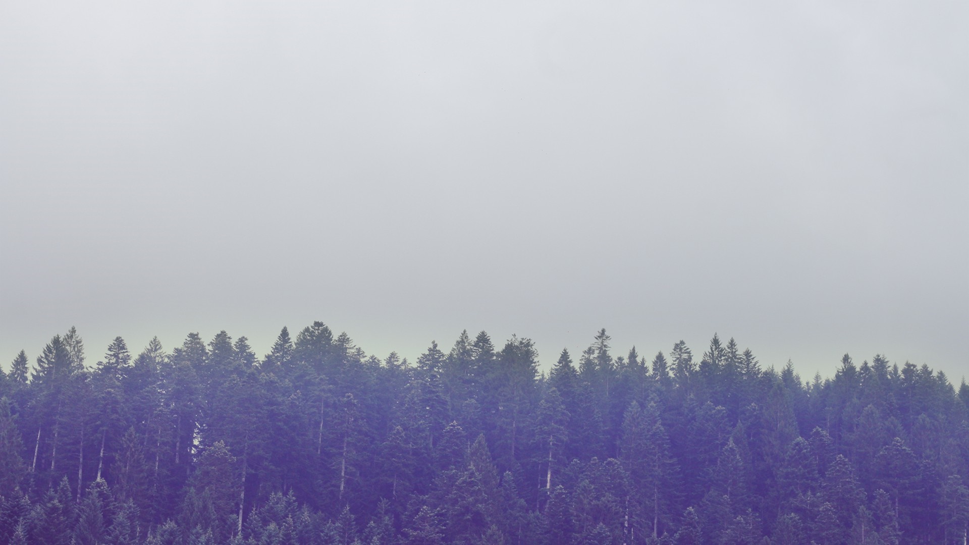 Misty forest landscape with muted colors HD Wallpaper
