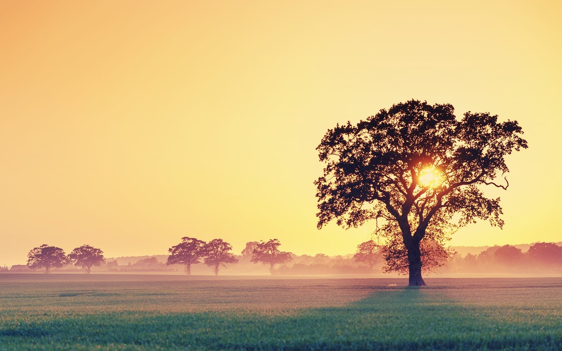 Trees in a misty field at sunrise HD Wallpaper
