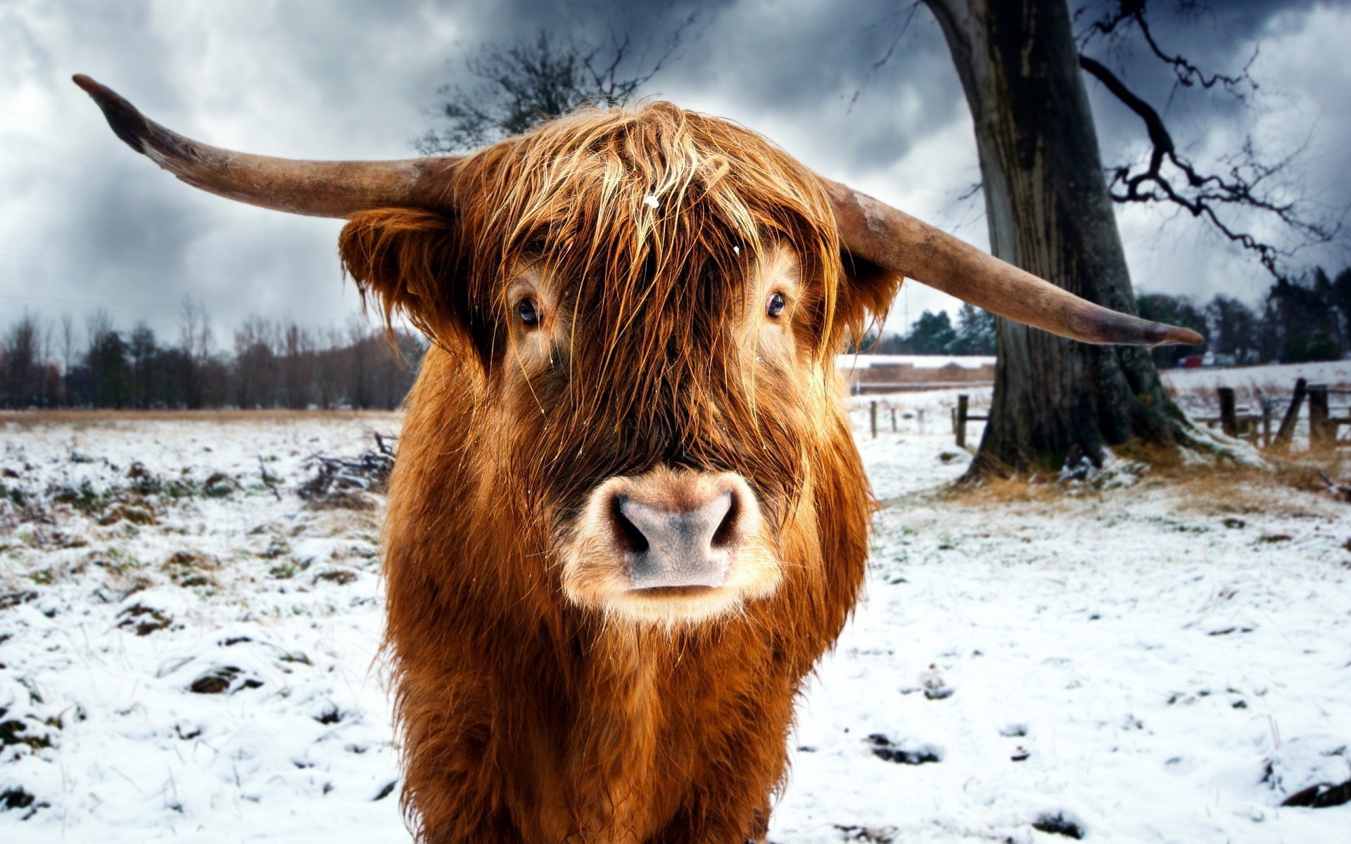 Highland cow with long horns in a snowy field HD Wallpaper