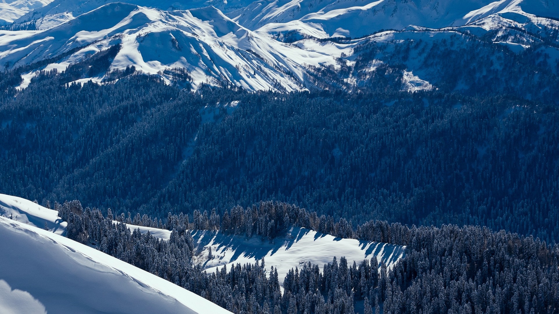 Snowy mountains and dark evergreen forest HD Wallpaper