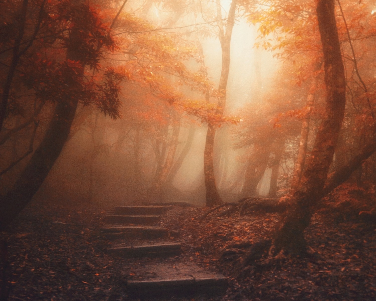 Misty forest path with autumn leaves and sunlight HD Wallpaper