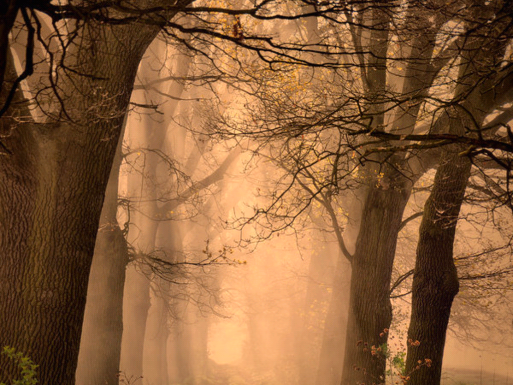 Sunlight filtering through trees in a misty forest HD Wallpaper