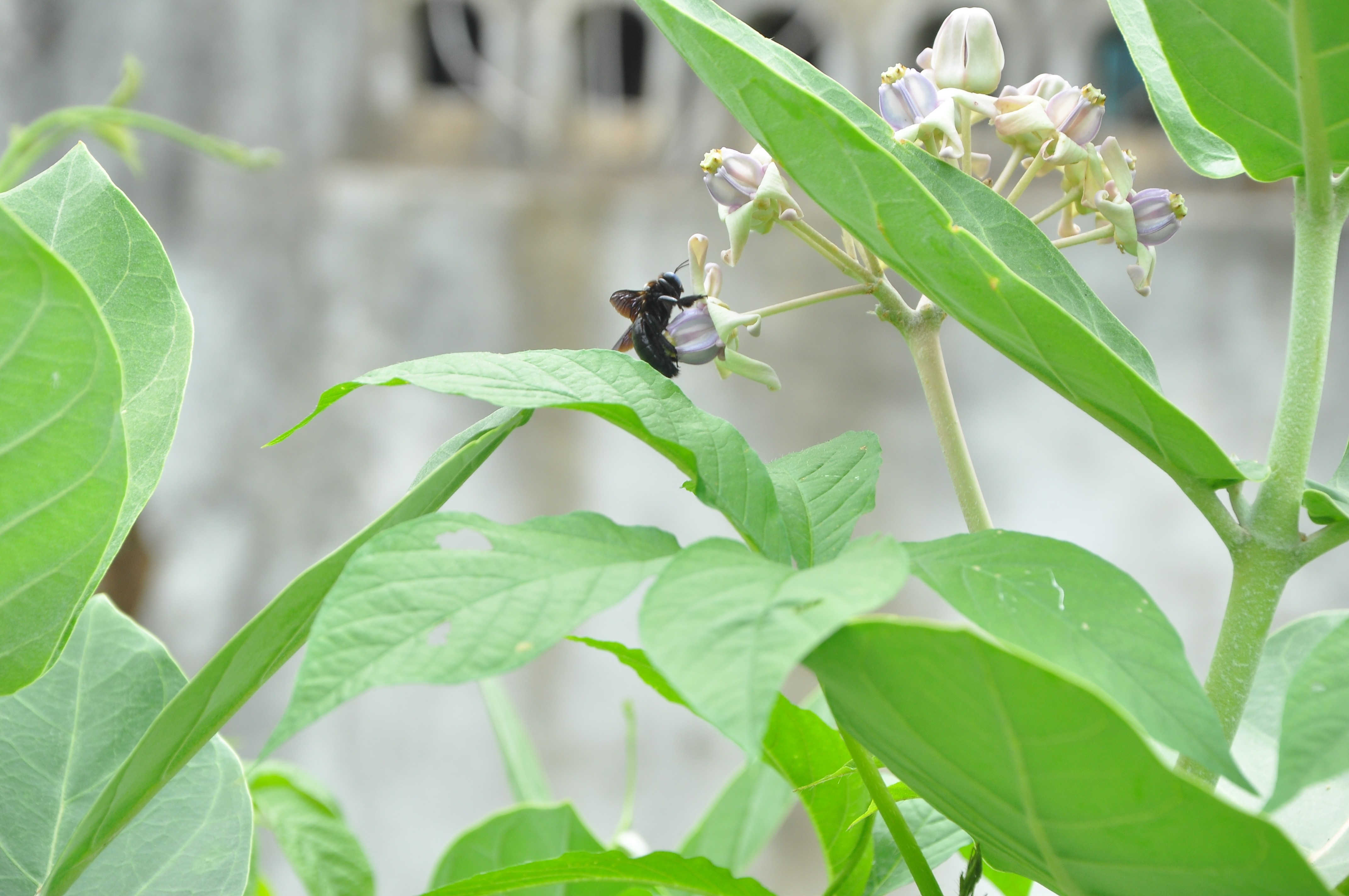 Black bee on a flower with green leaves HD Wallpaper