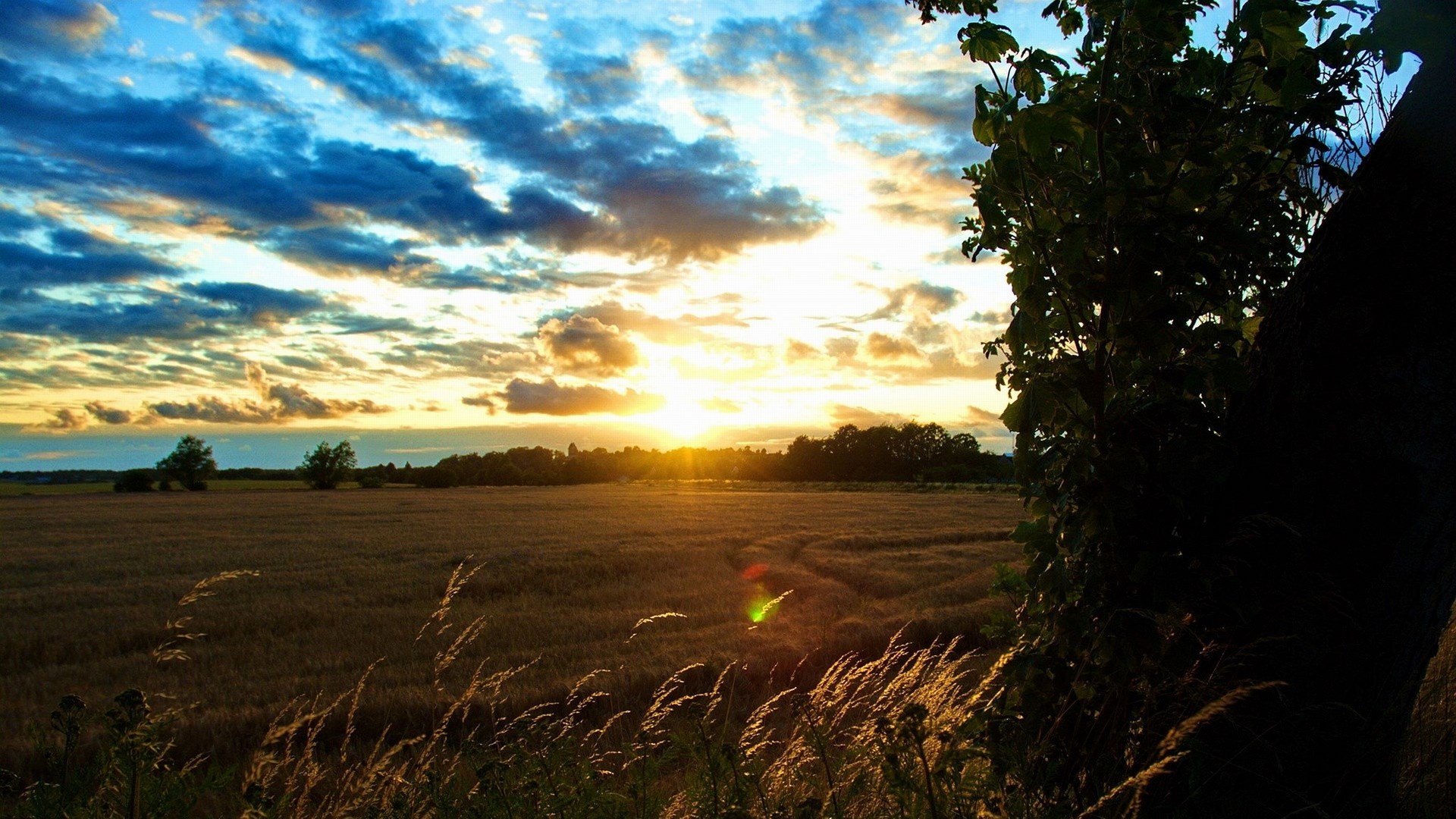 Sunset over a field with trees and grass HD Wallpaper