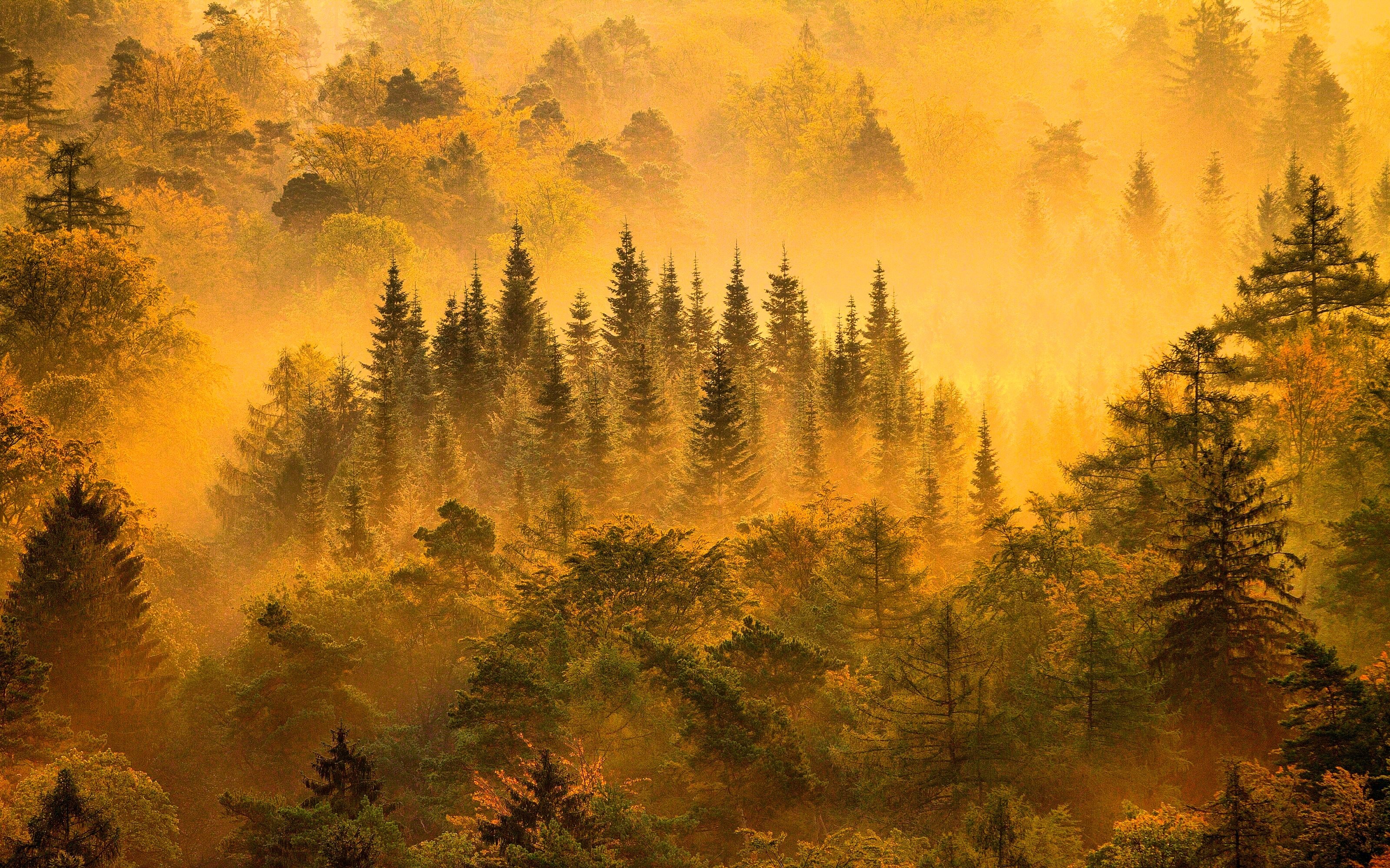 Misty forest with sunlight filtering through trees in autumn HD Wallpaper