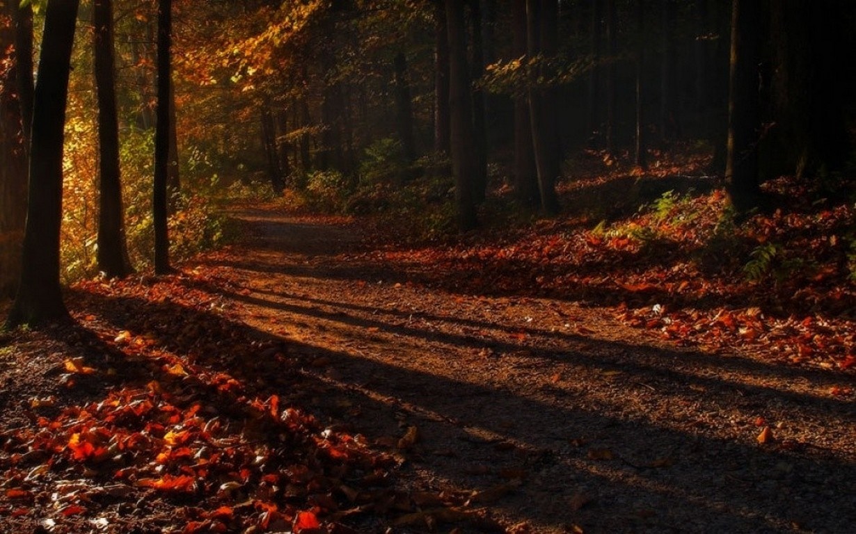 Sunlight filtering through autumn trees onto a forest path covered in leaves HD Wallpaper