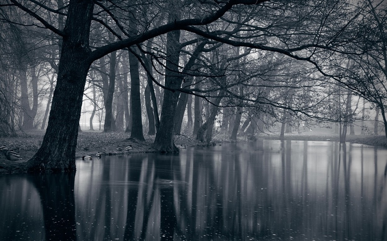 Misty forest with a lake and ducks HD Wallpaper