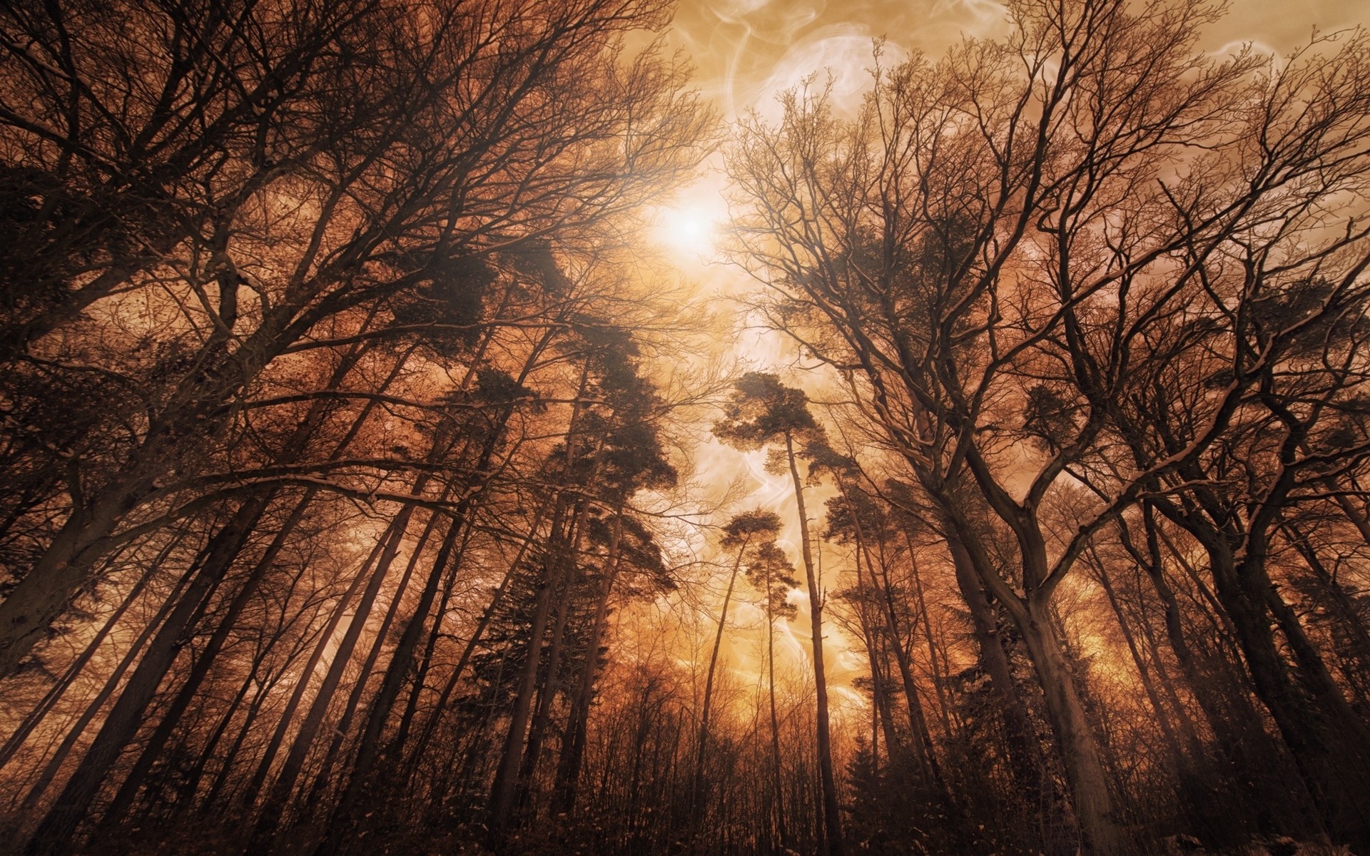 Bare trees in a forest with sunlight filtering through HD Wallpaper
