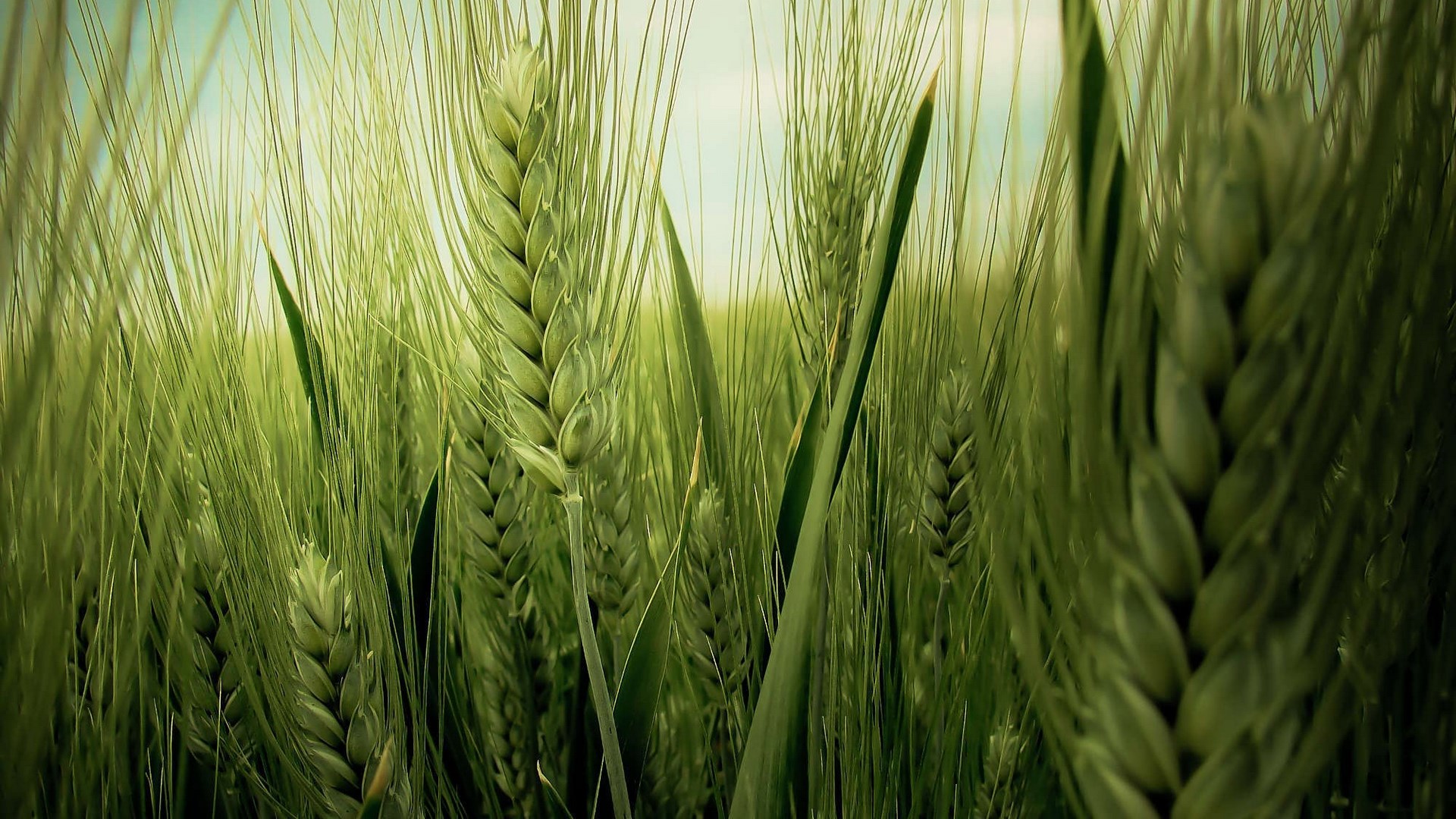 Close-up of green wheat stalks in a field HD Wallpaper
