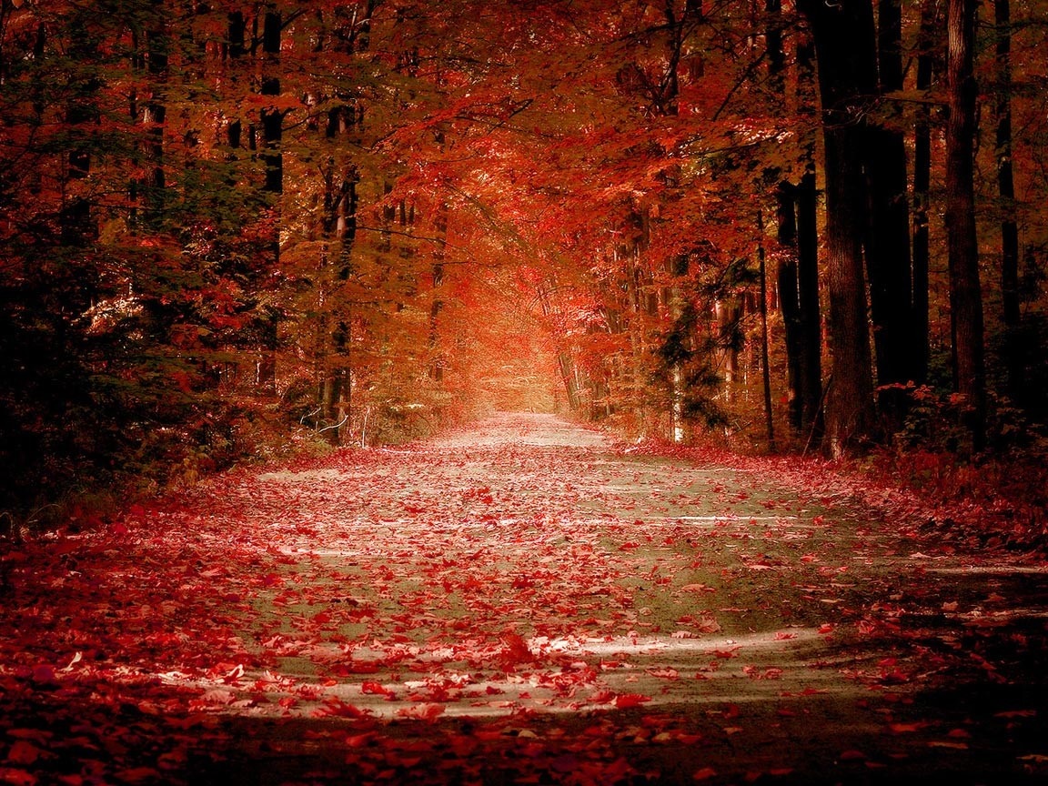 A forest road covered in red autumn leaves HD Wallpaper