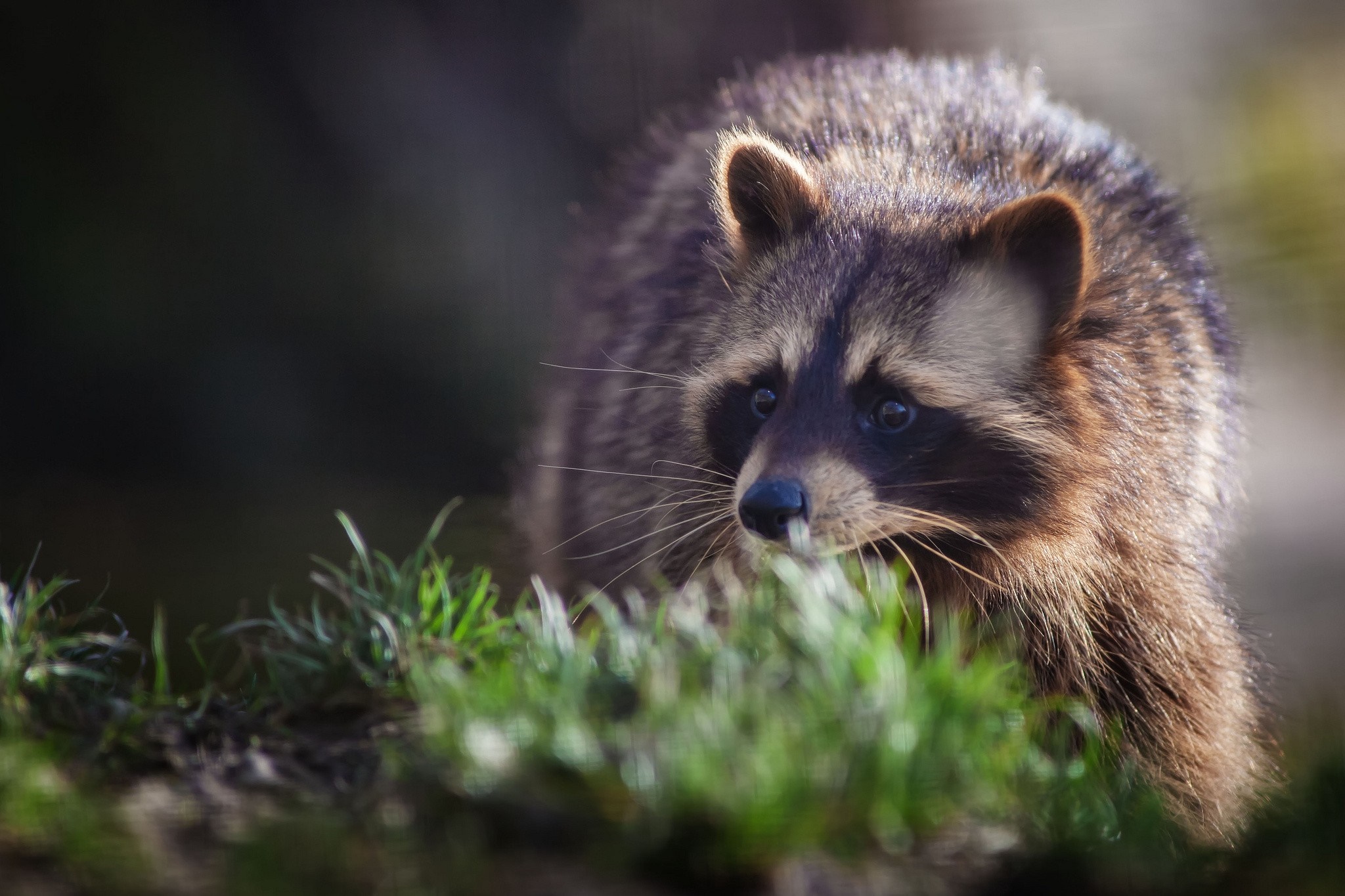 A raccoon peeks through green grass in a forest HD Wallpaper