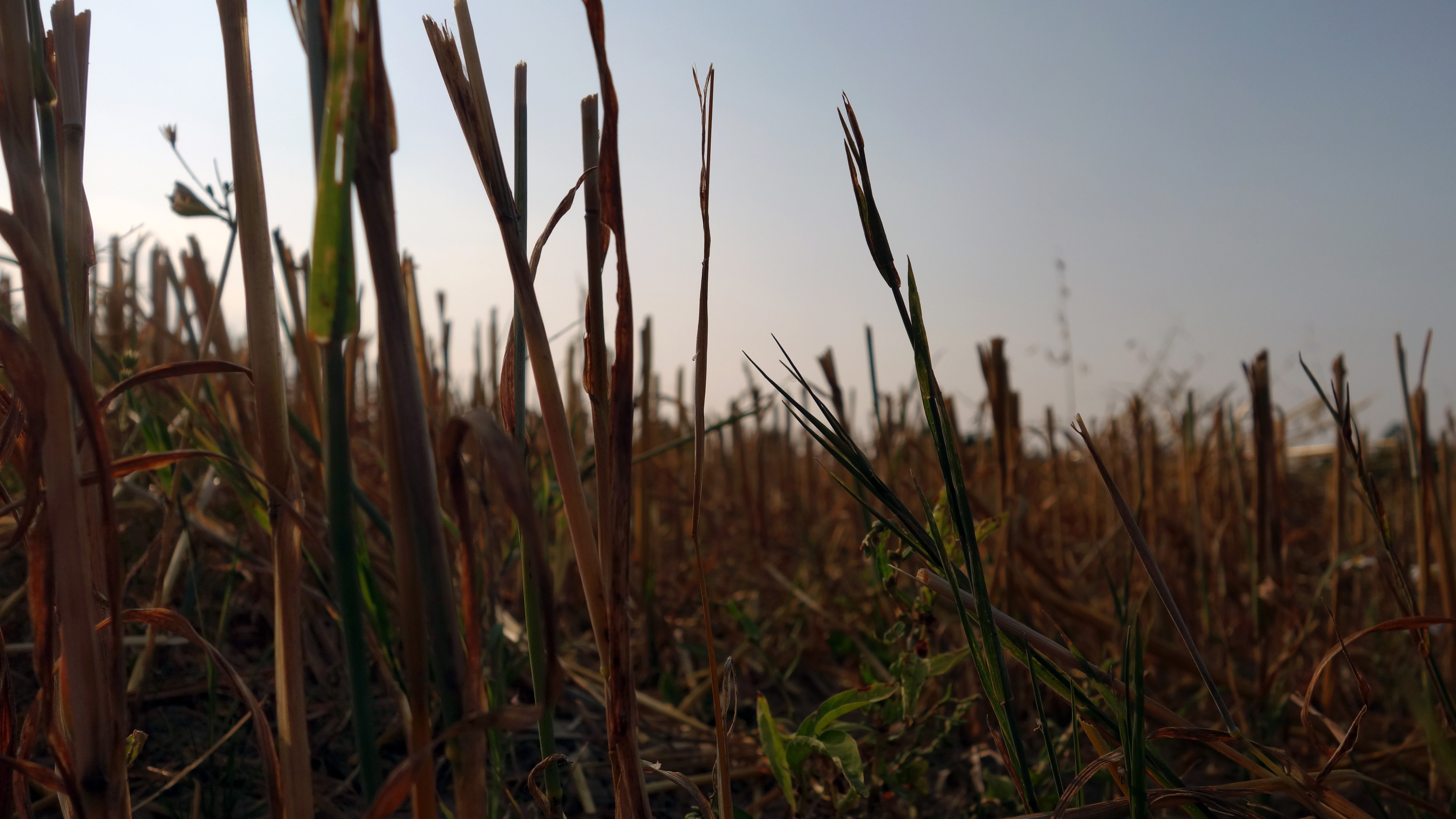 Close-up of dry grass stalks in a field at sunrise HD Wallpaper