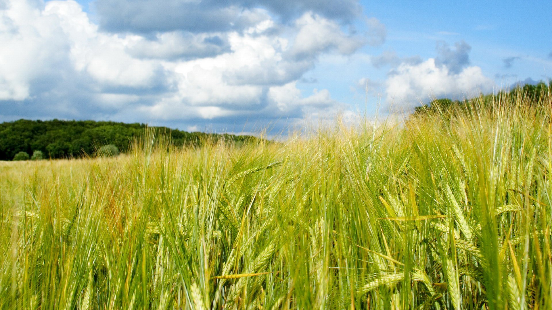 Field of green wheat under a cloudy sky HD Wallpaper