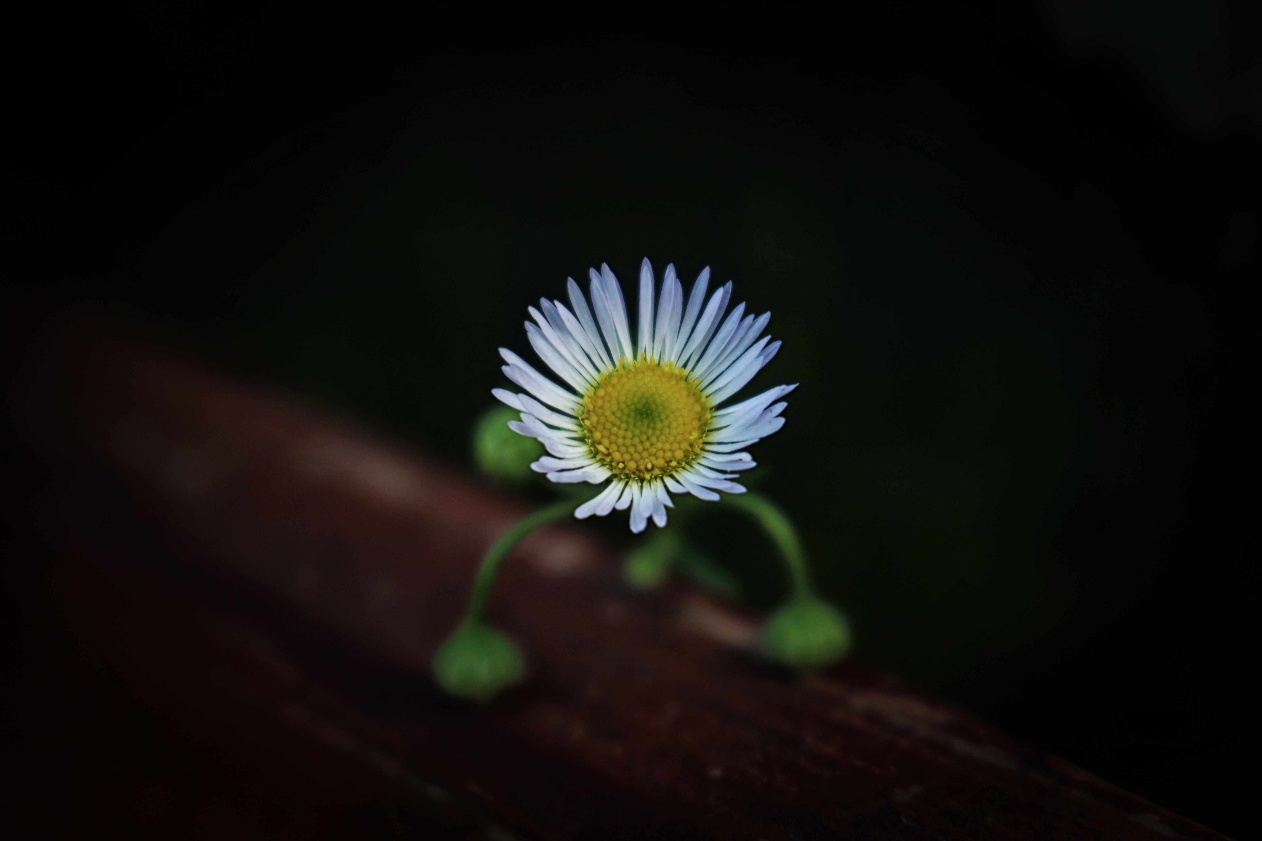 Close-up of a daisy with green buds on a dark background HD Wallpaper