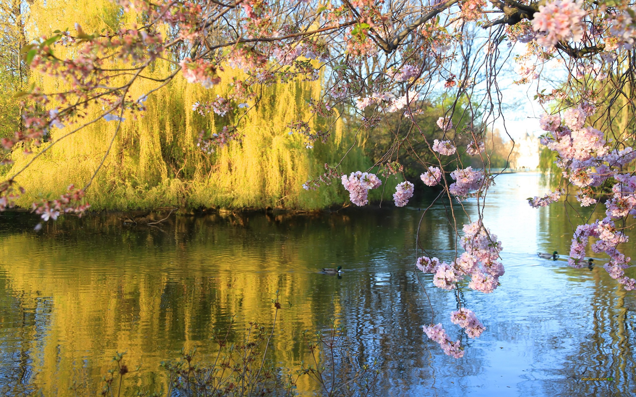 Serene Lake with Blossoming Trees and Autumn Colors HD Wallpaper