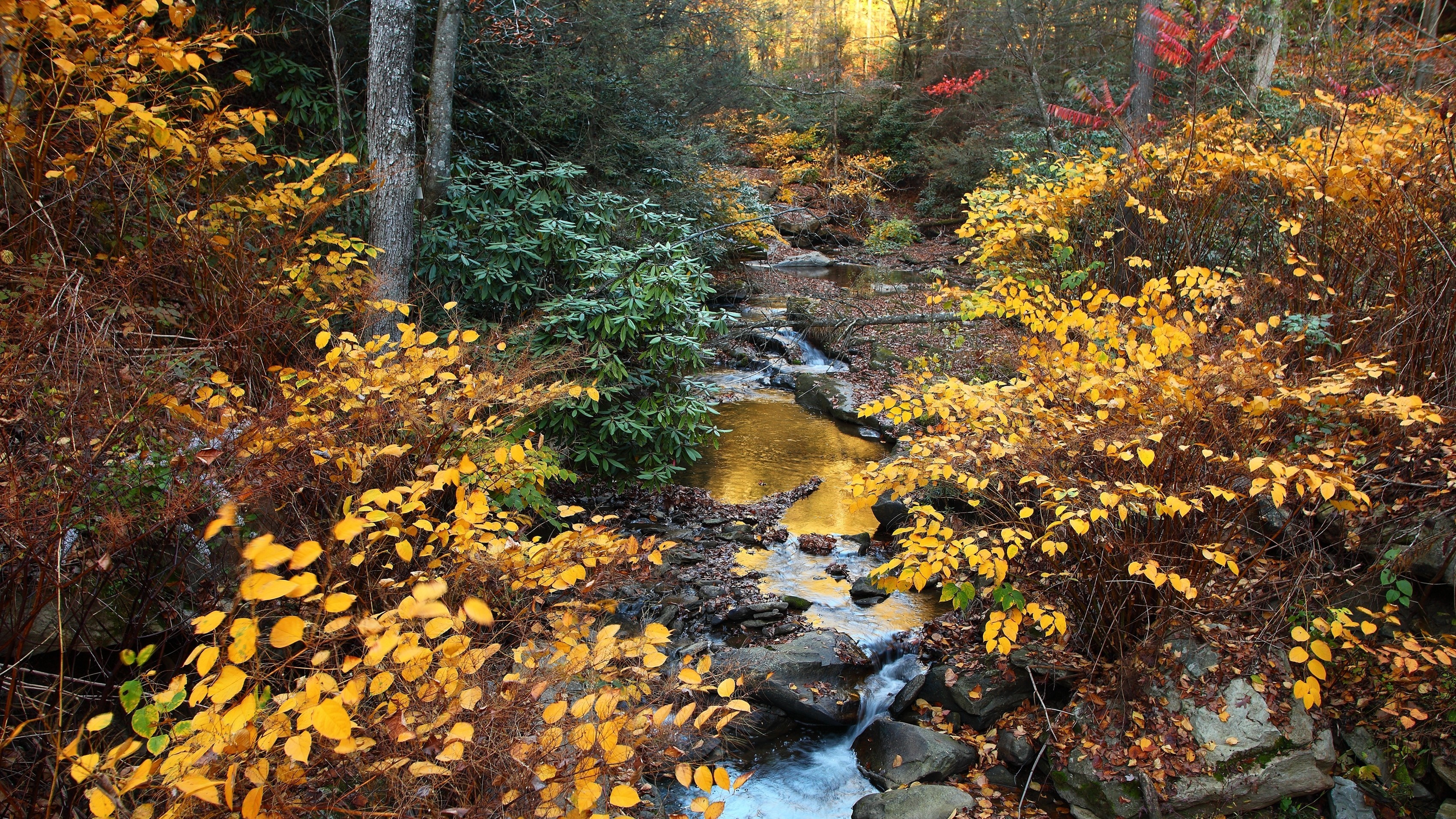 Autumn stream flowing through a forest with yellow leaves HD Wallpaper