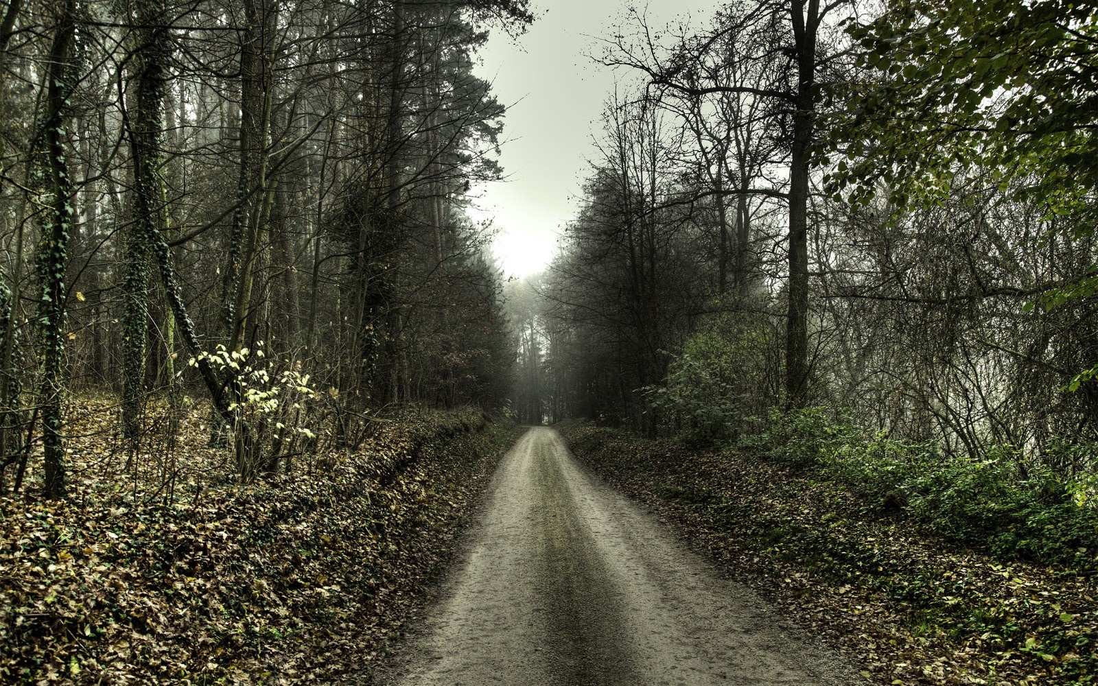 A dirt road through a misty autumn forest HD Wallpaper