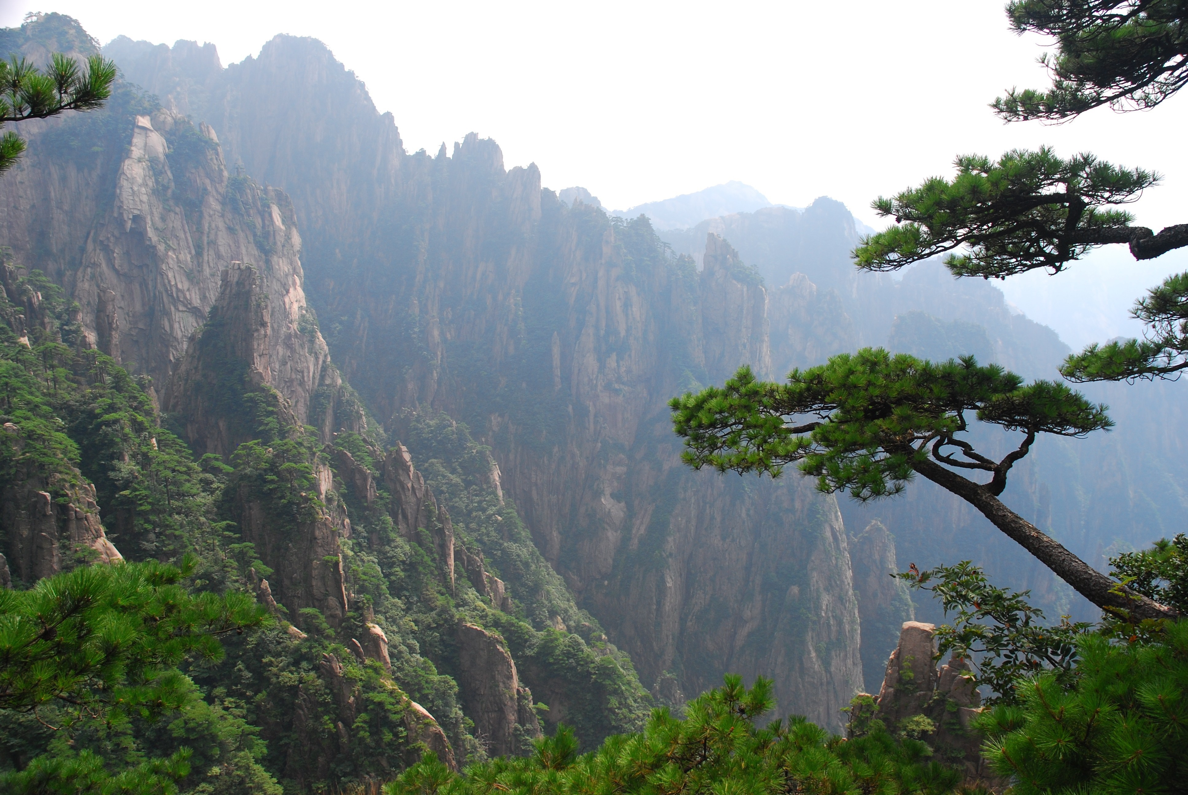 Misty Mountains with Pine Trees HD Wallpaper
