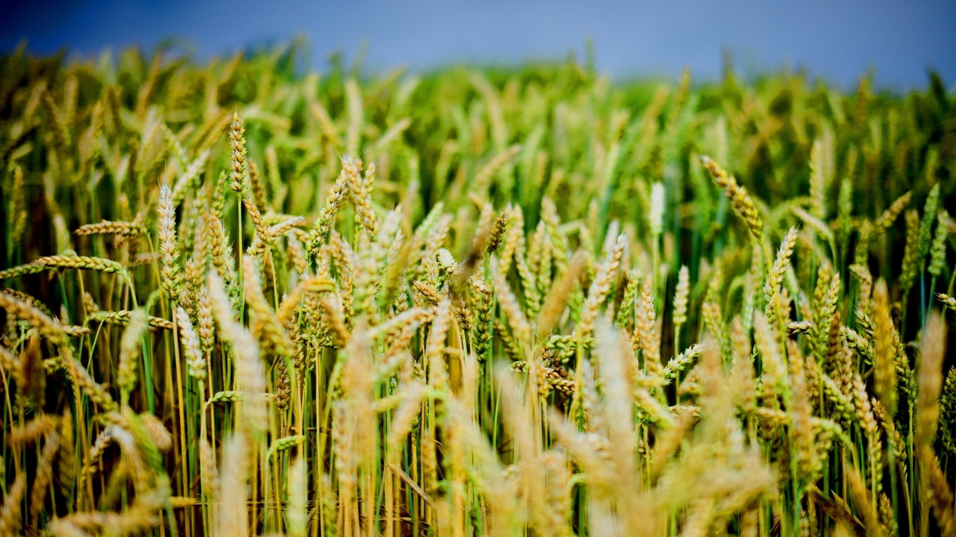 Field of wheat under a blue sky HD Wallpaper