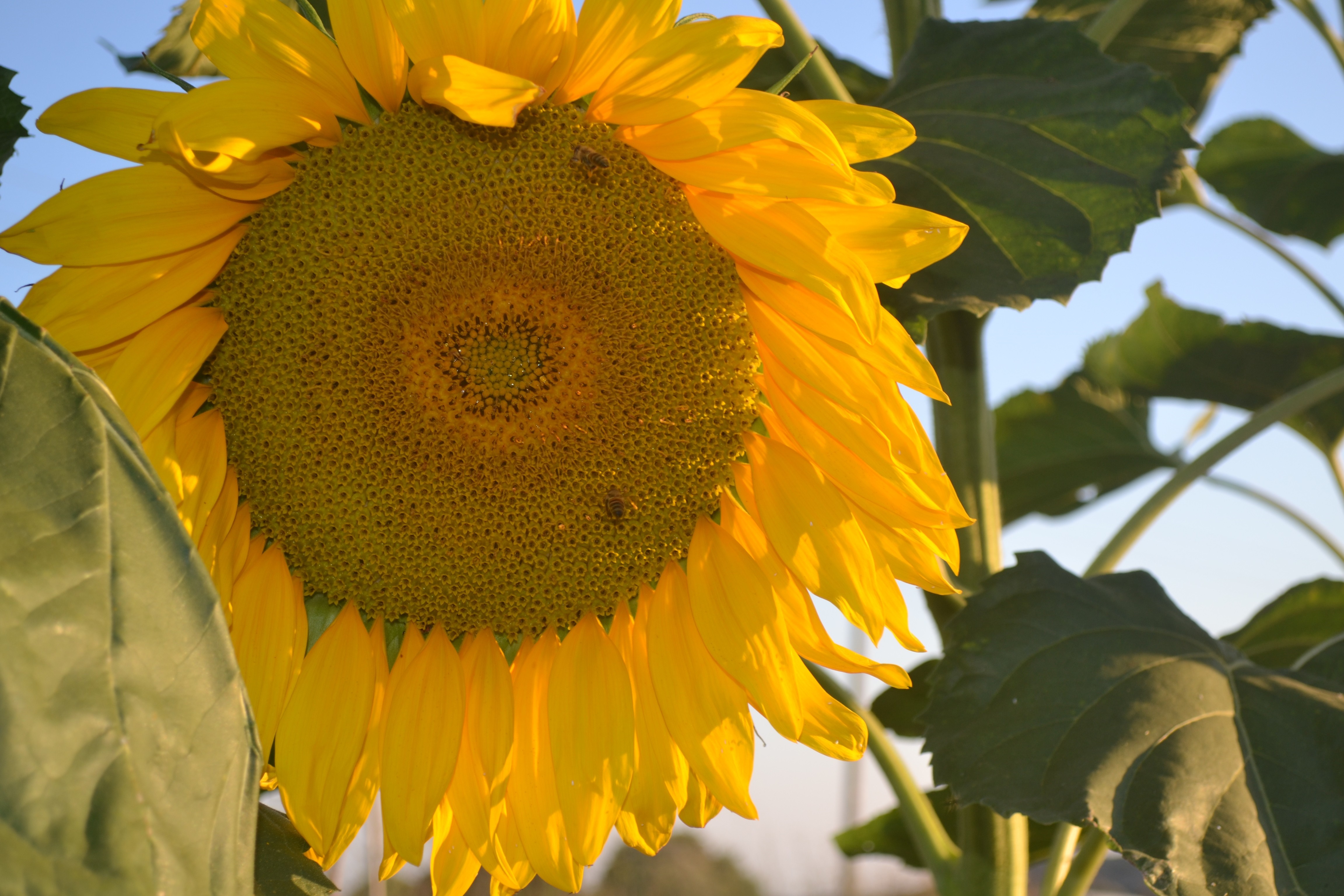 Close-up of a sunflower with yellow petals HD Wallpaper